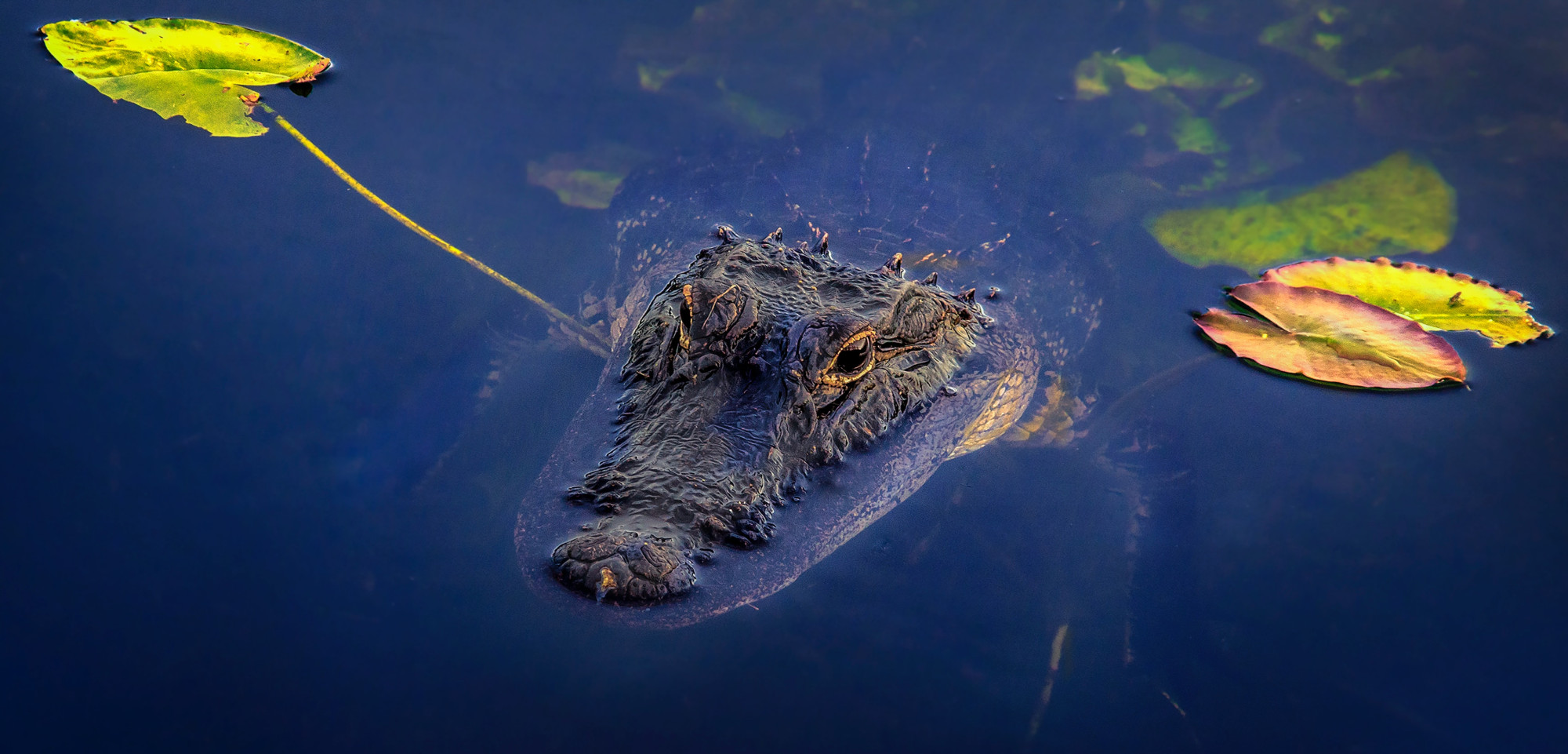 Alligator in de Everglades