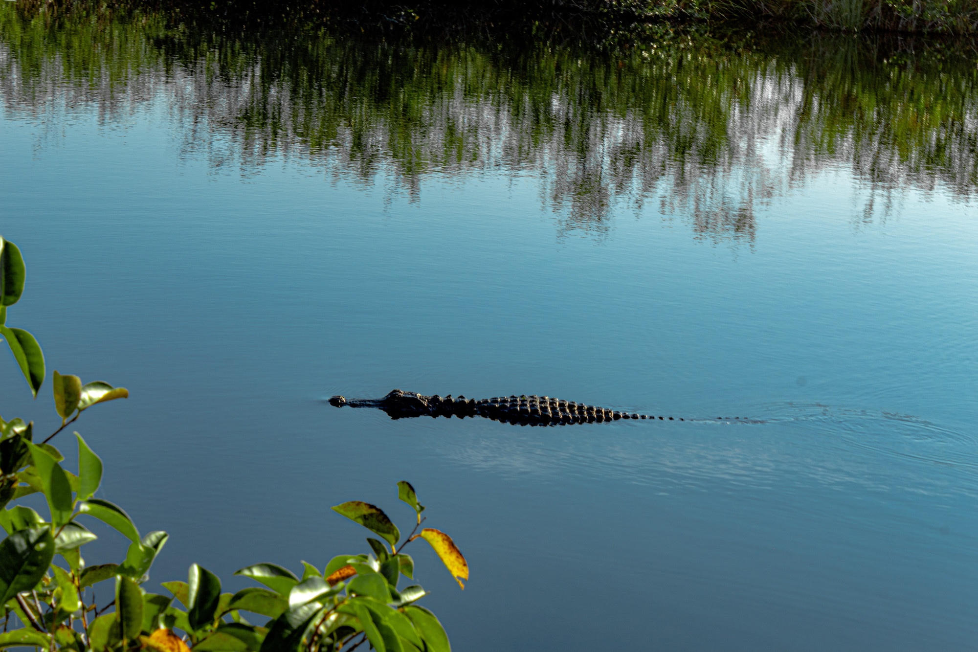 Alligator in de Everglades
