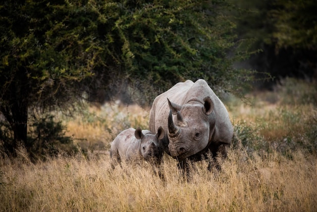 Neushoorns in het Kruger National Park