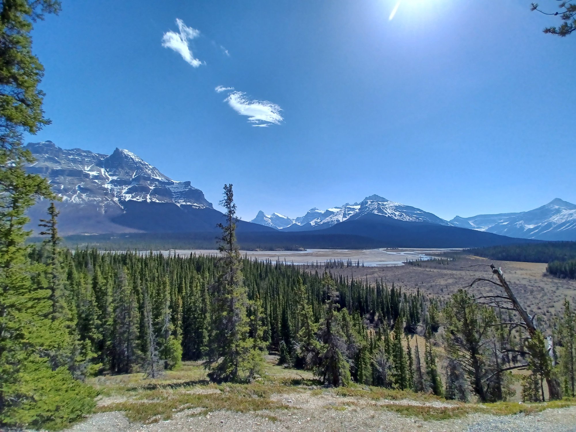 Bebossing en bergen langs de Icefields Parkway