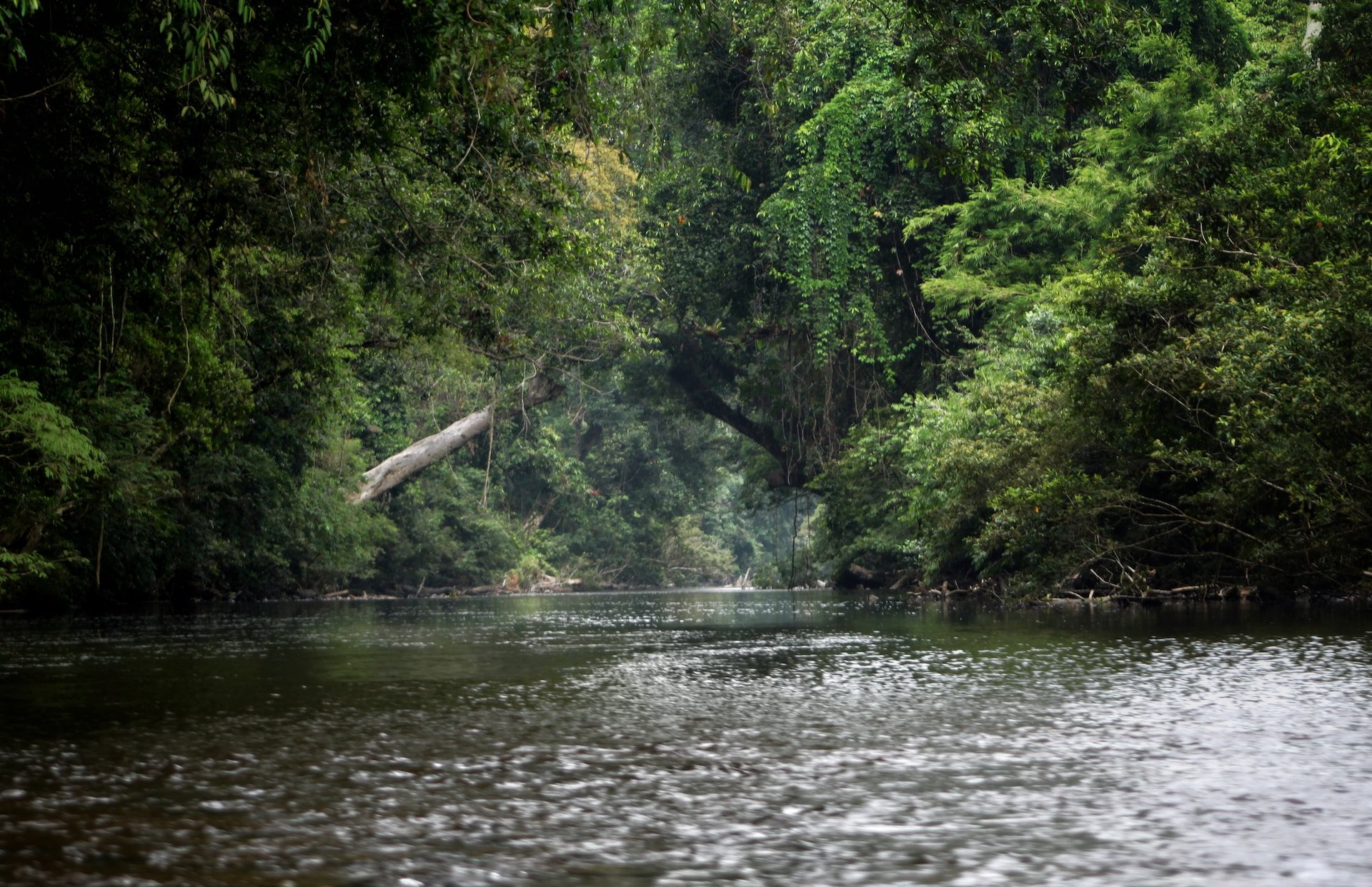 Jungle van Taman Negara