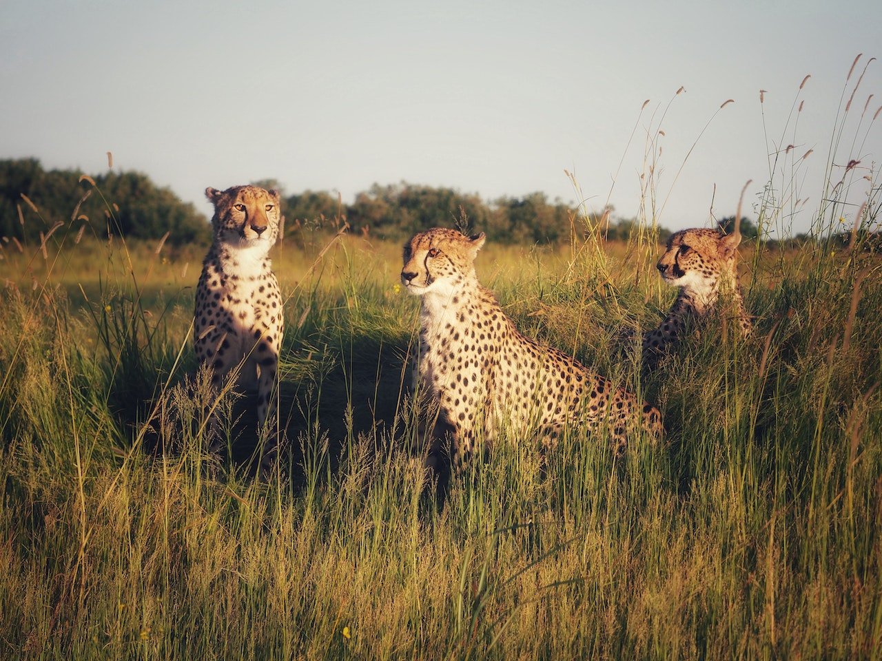 Cheeta's in Okonjima