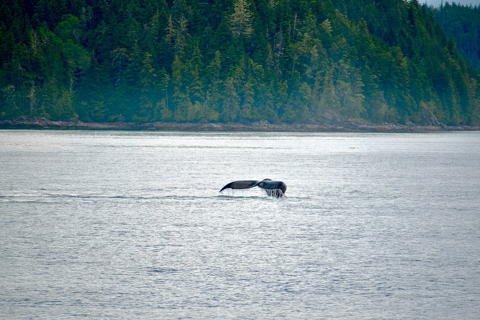 Telegraph Cove met staart van orka