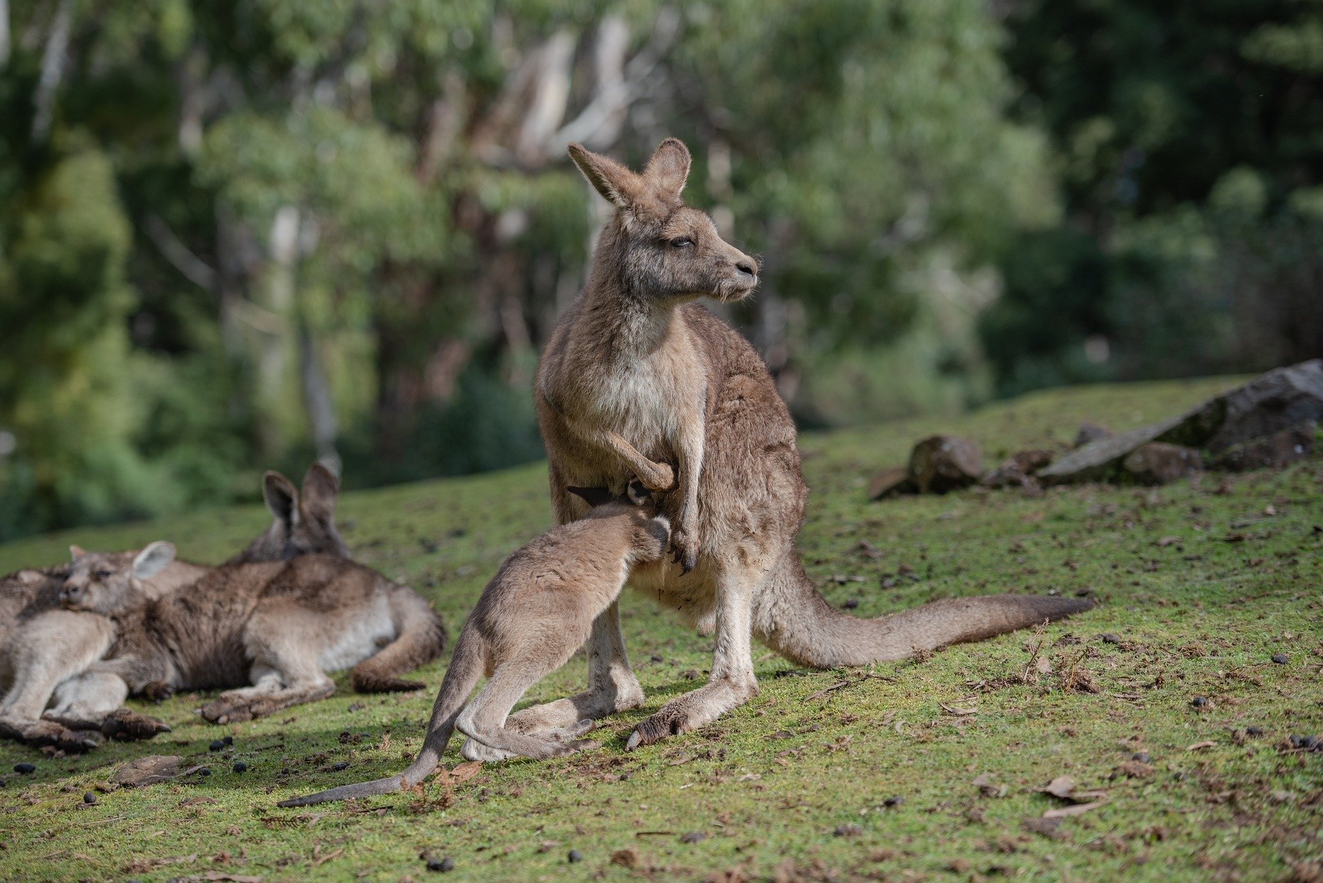 Kangoeroe in buidel in natuur van Australië