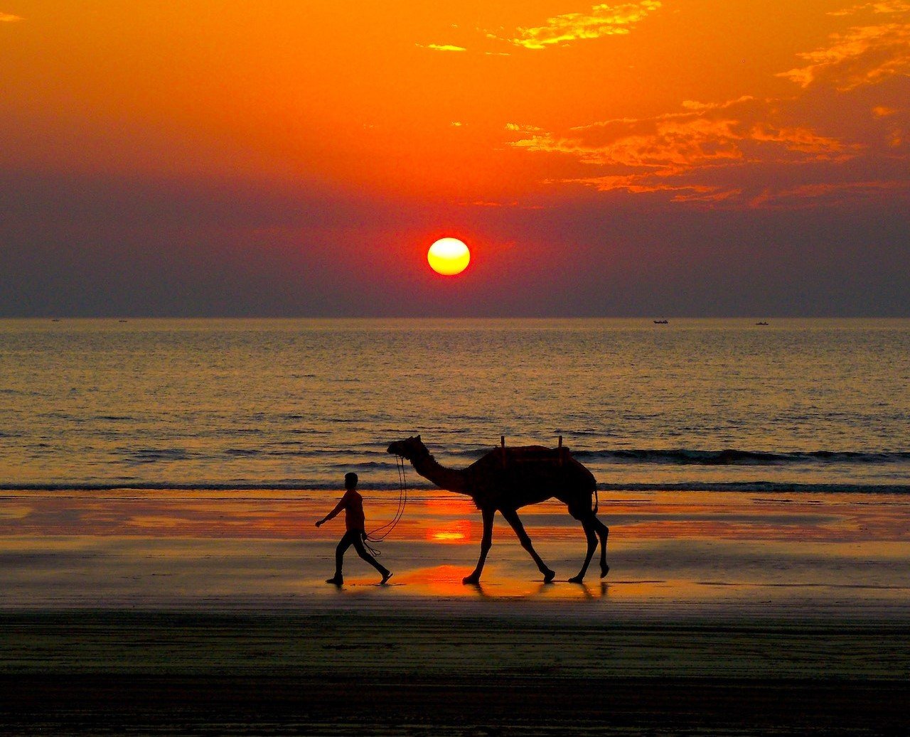 Dromedaris op Cable Beach bij zonsondergang