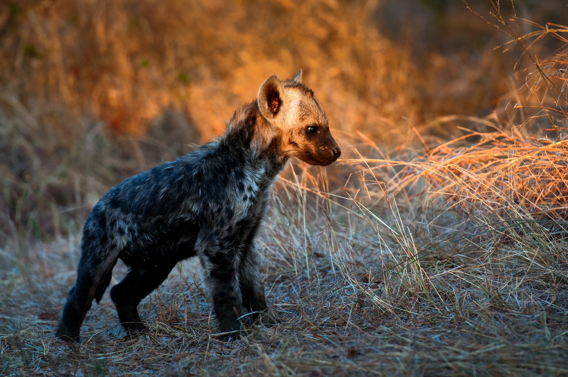 Jonge hyena in het Krugerpark