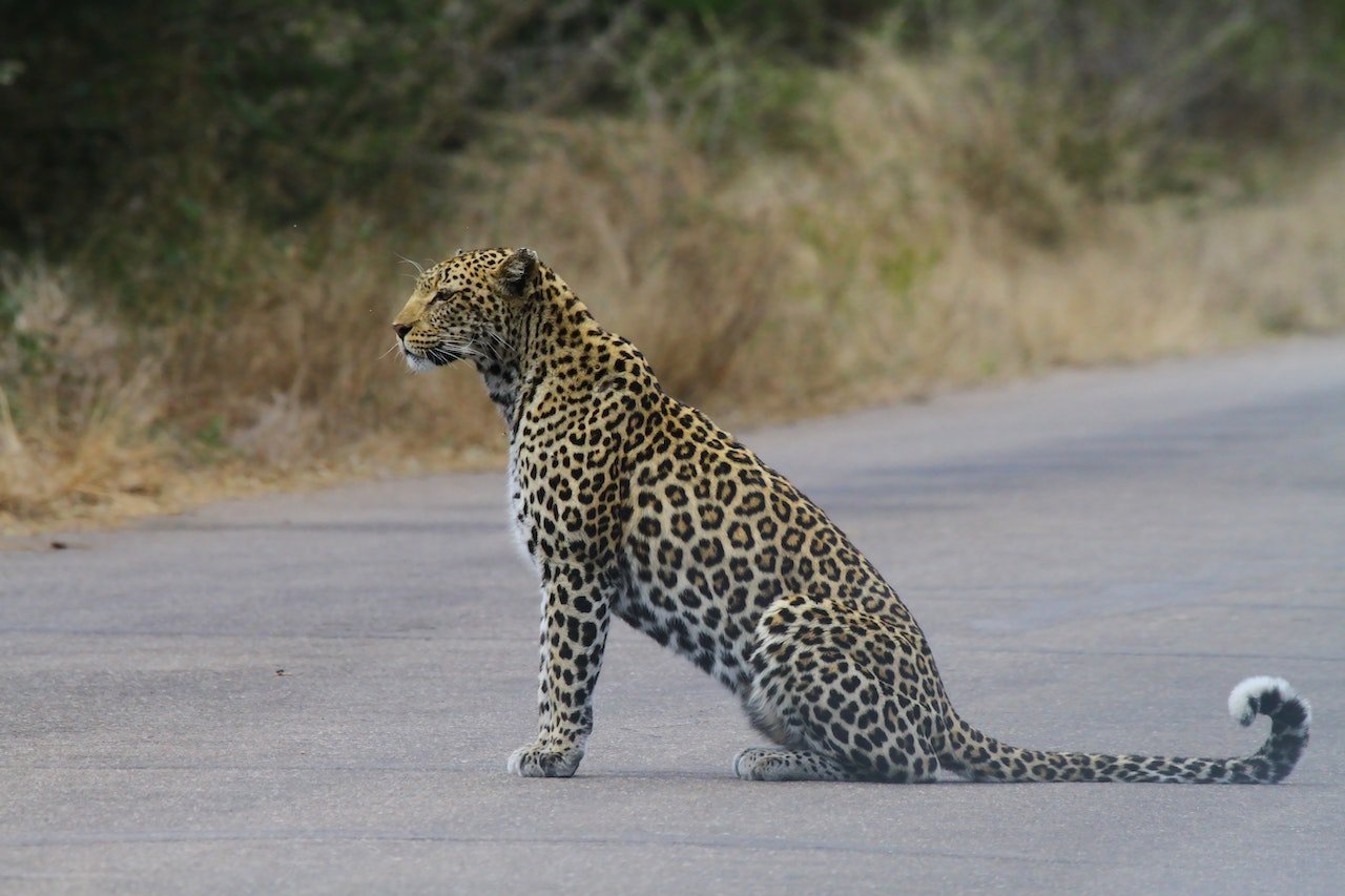 Luipaard op de weg in het Krugerpark
