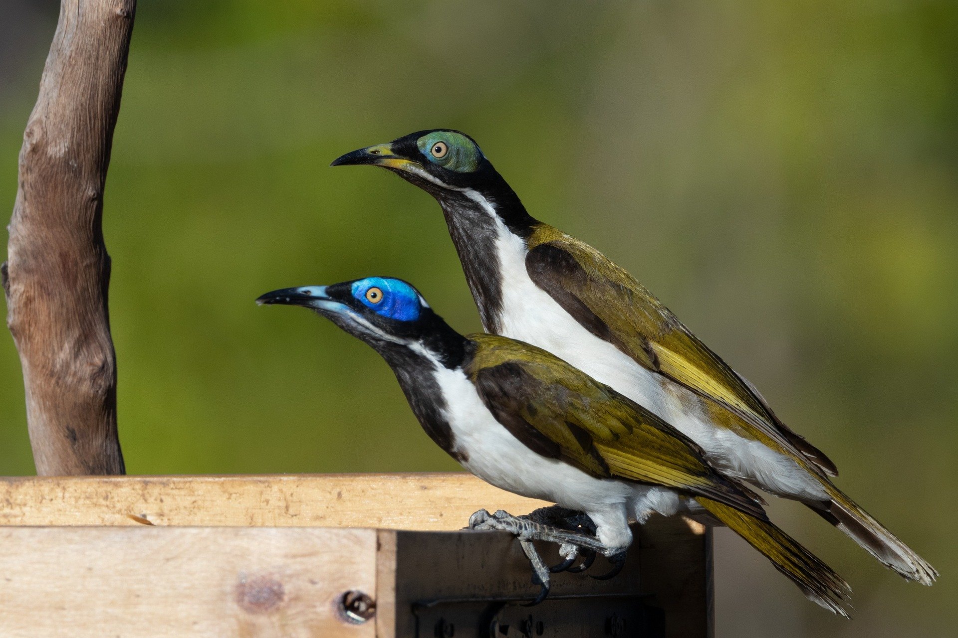 Paradijselijke vogels in Zuid-Afrika