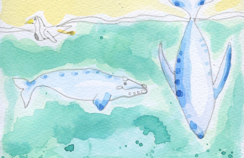 Tekening van walvissen en zeemeeuw in Zuid-Afrika