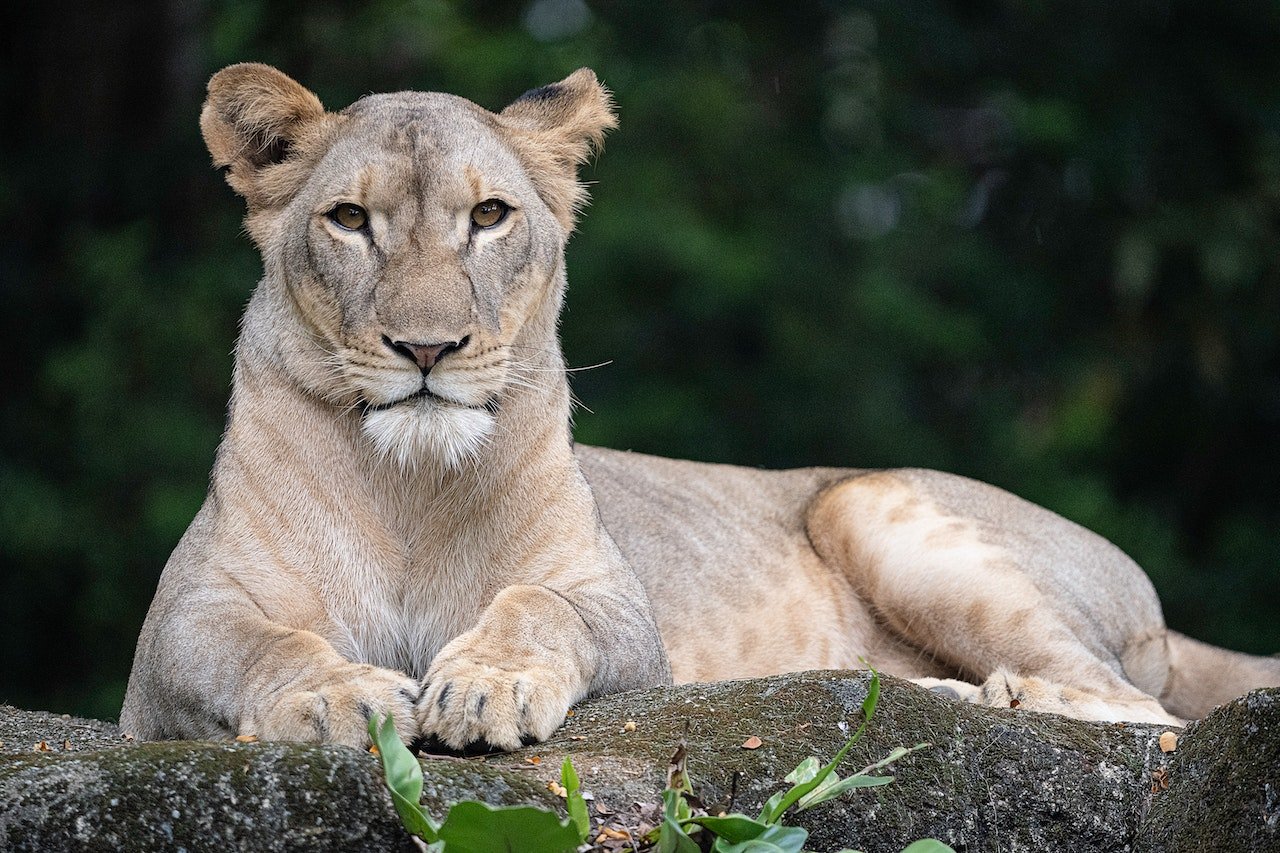 Leeuw ligt op boomstam
