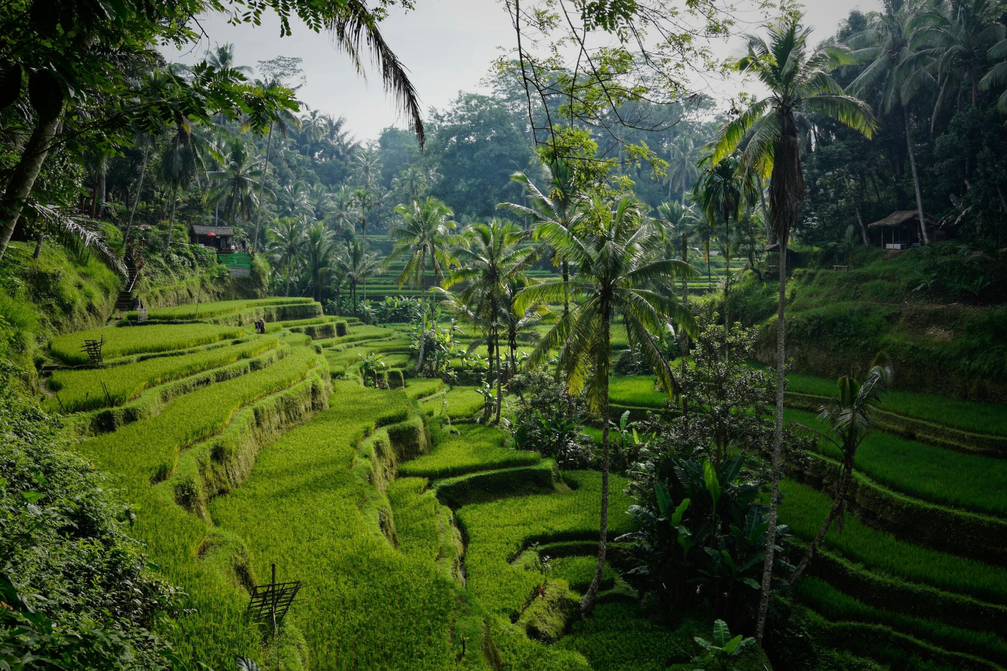 Bali Ubud velden palmbomen