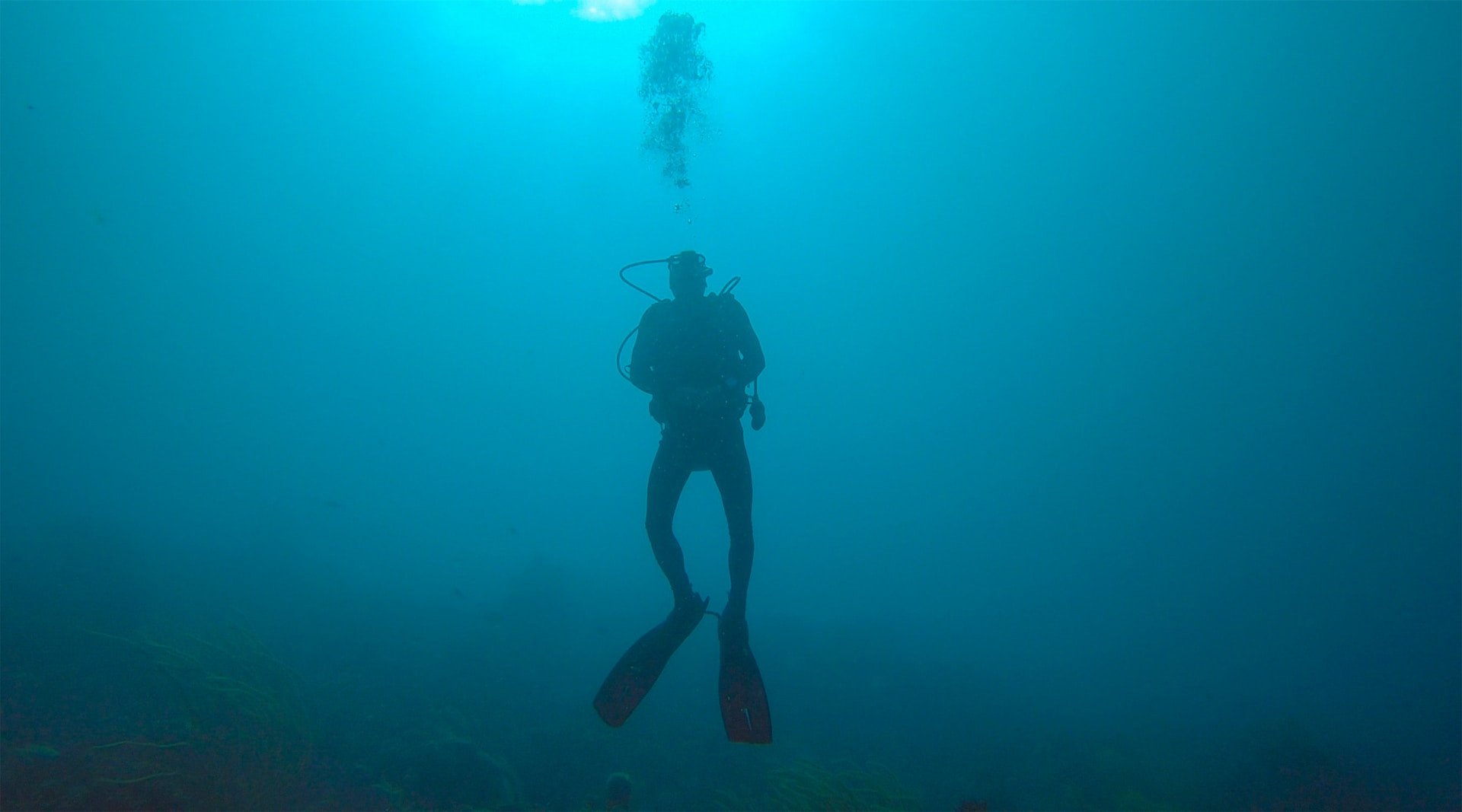 Duiker in de wateren rondom Bonaire