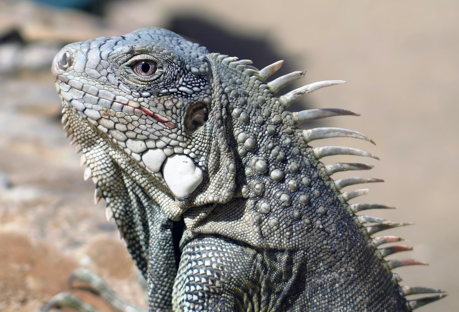 Leguaan in Bonaire