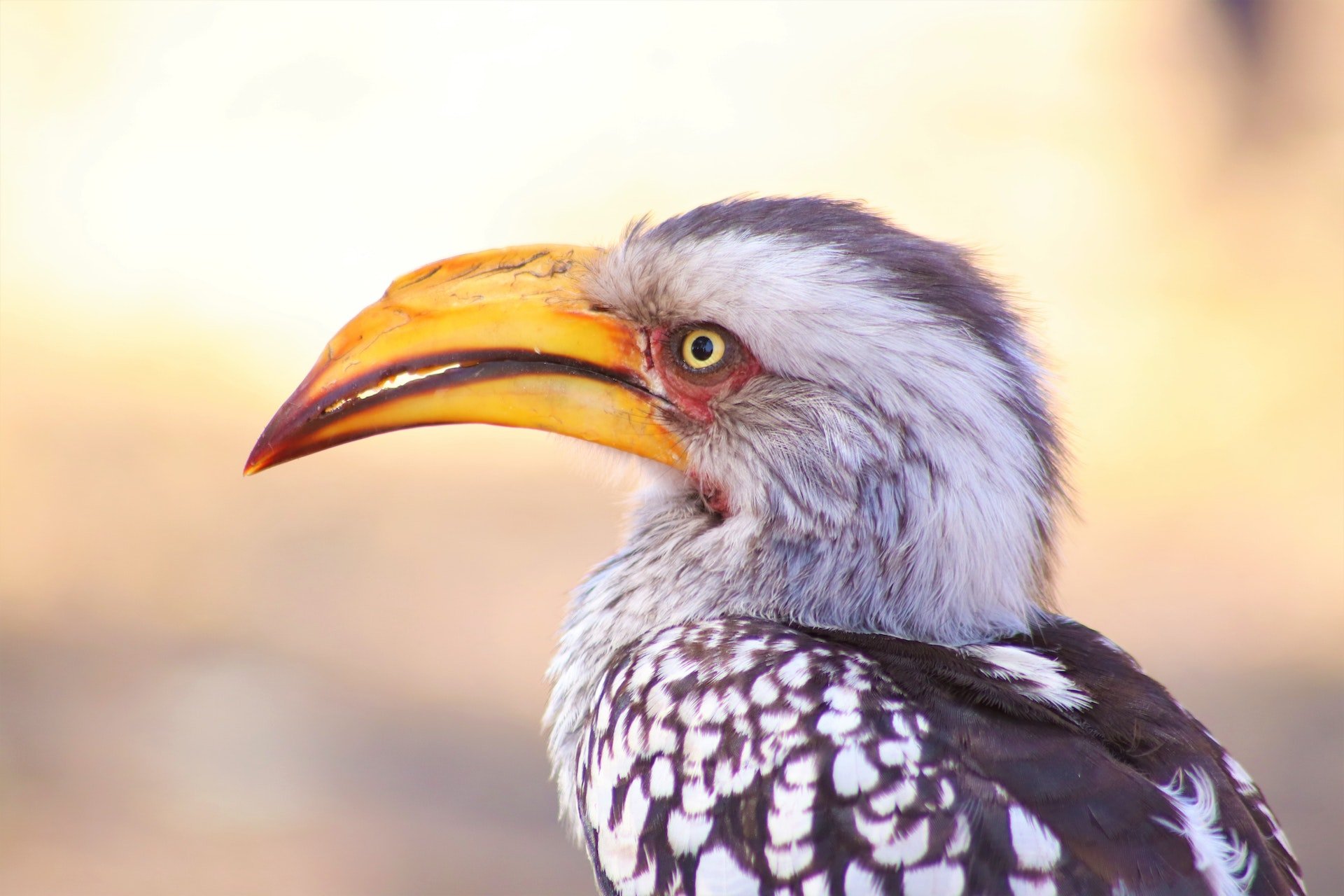 Botswana hornbill vogel