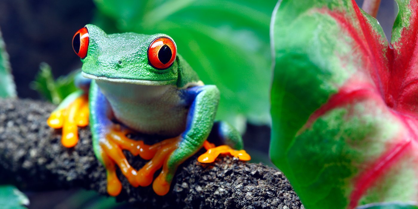 Costa Rica kikker close up