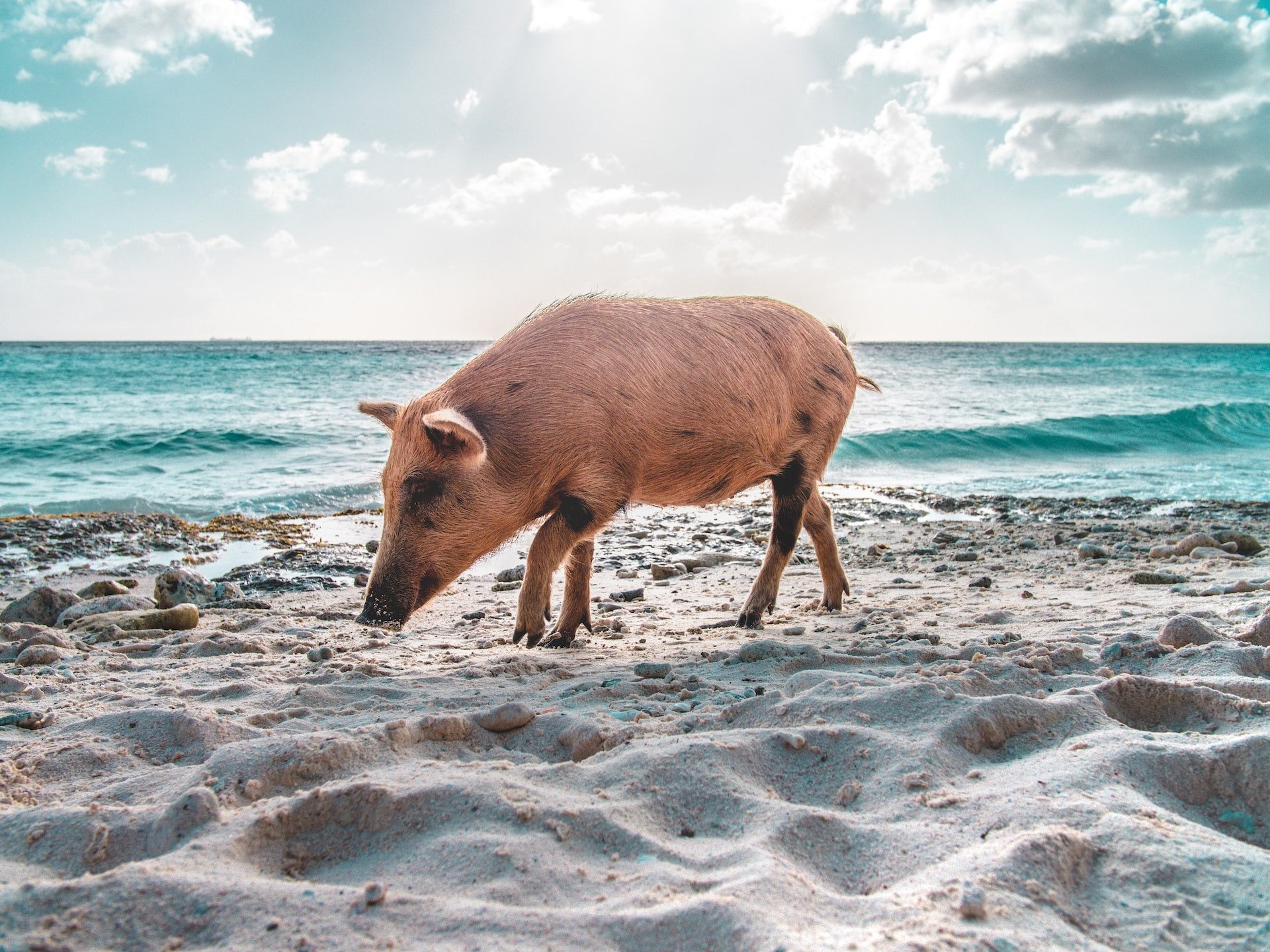 Varken op Porto Marie Curaçao