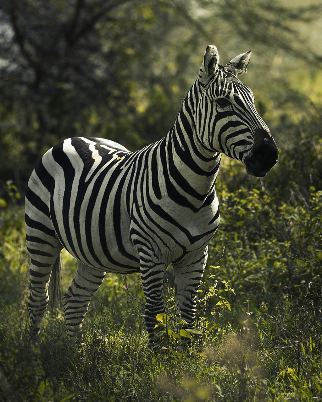 Zebra in Kenia