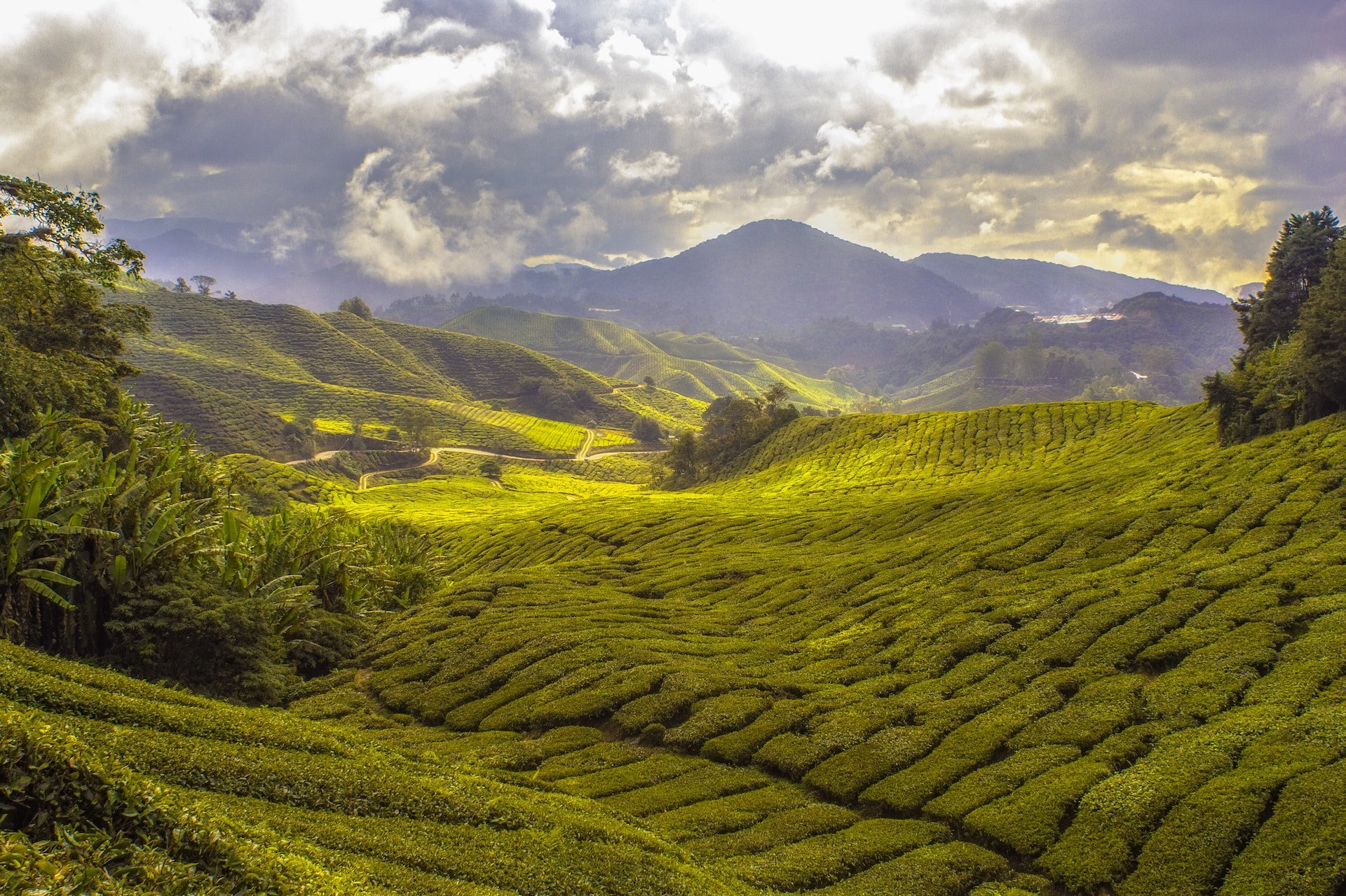 Maleisië Cameron Highlands