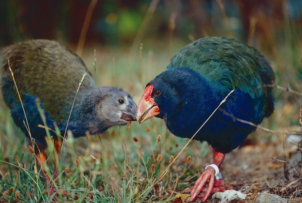 Twee Australische Purperkoeten
