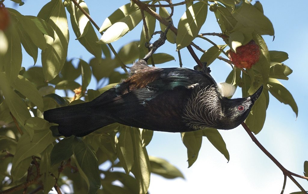 Nieuw-Zeeland vogel hangend ondersteboven