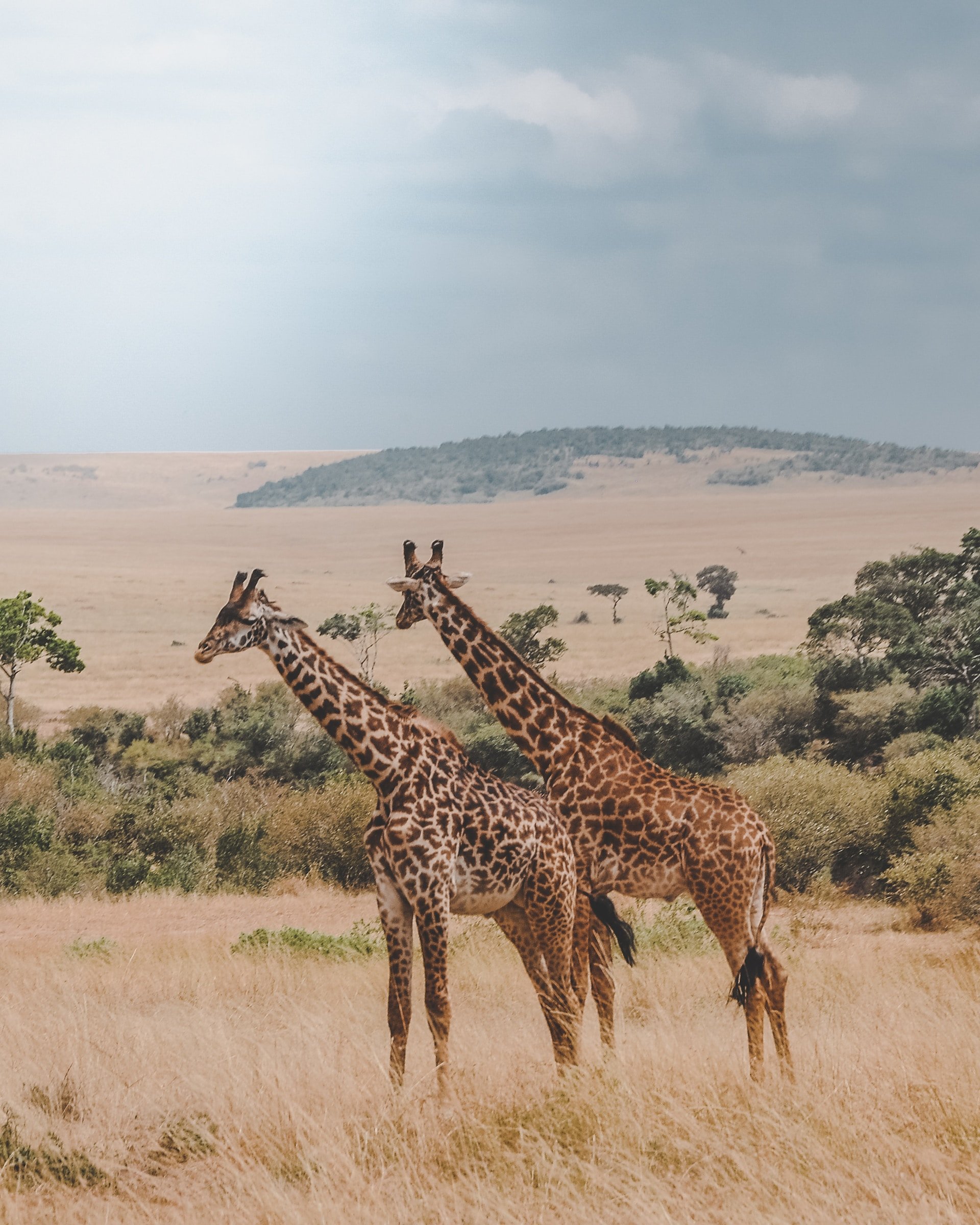 Rondreis Tanzania - twee giraffen
