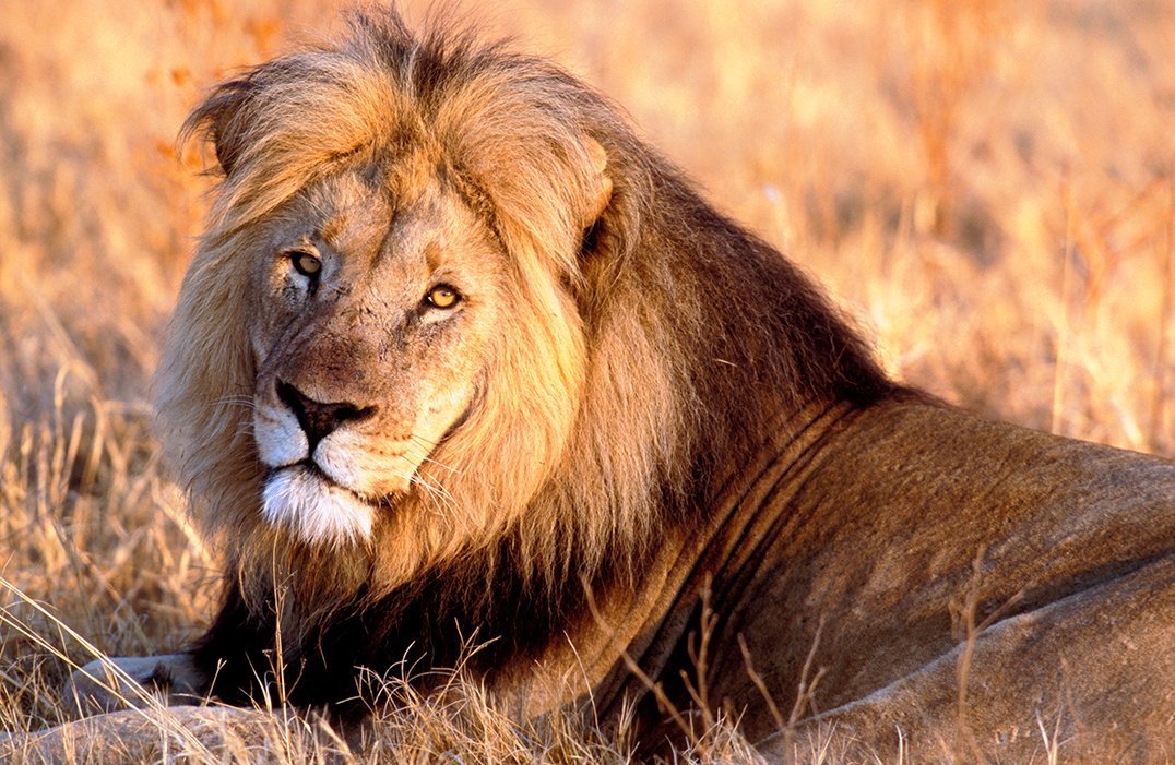 Leeuw spotten tijdens een rondreis Zuid-Afrika