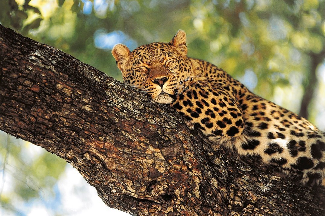 Luipaard, Zuid-Afrika