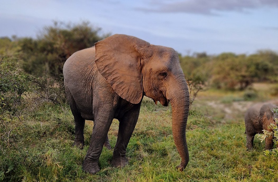 Olifanten, Zuid-Afrika