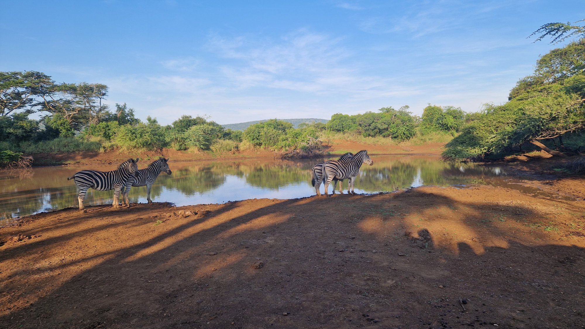 Safari Kruger National Park Zebra