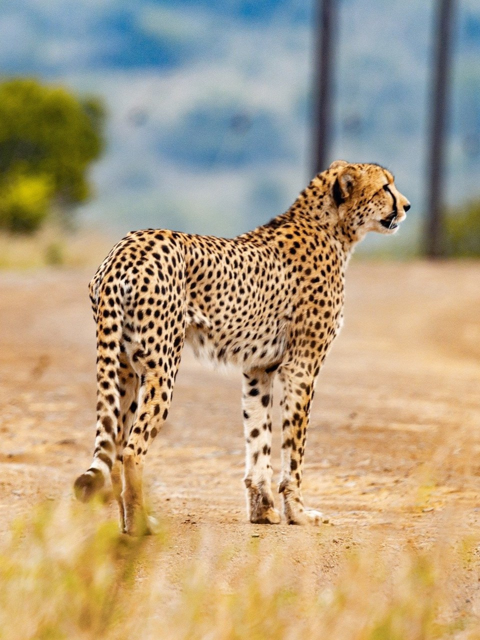 Cheetah