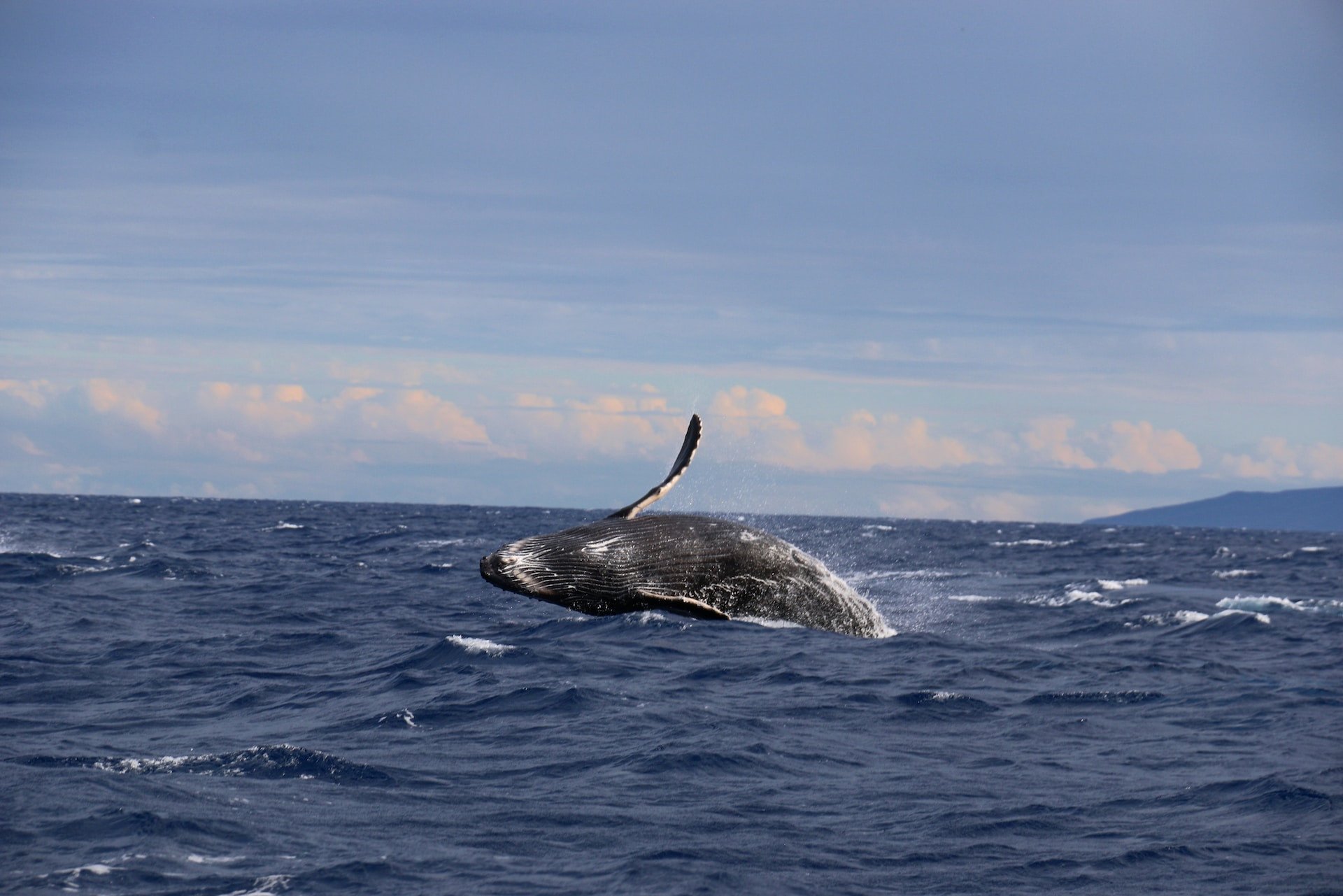 Walvis voor de kust van Hawaii, USA