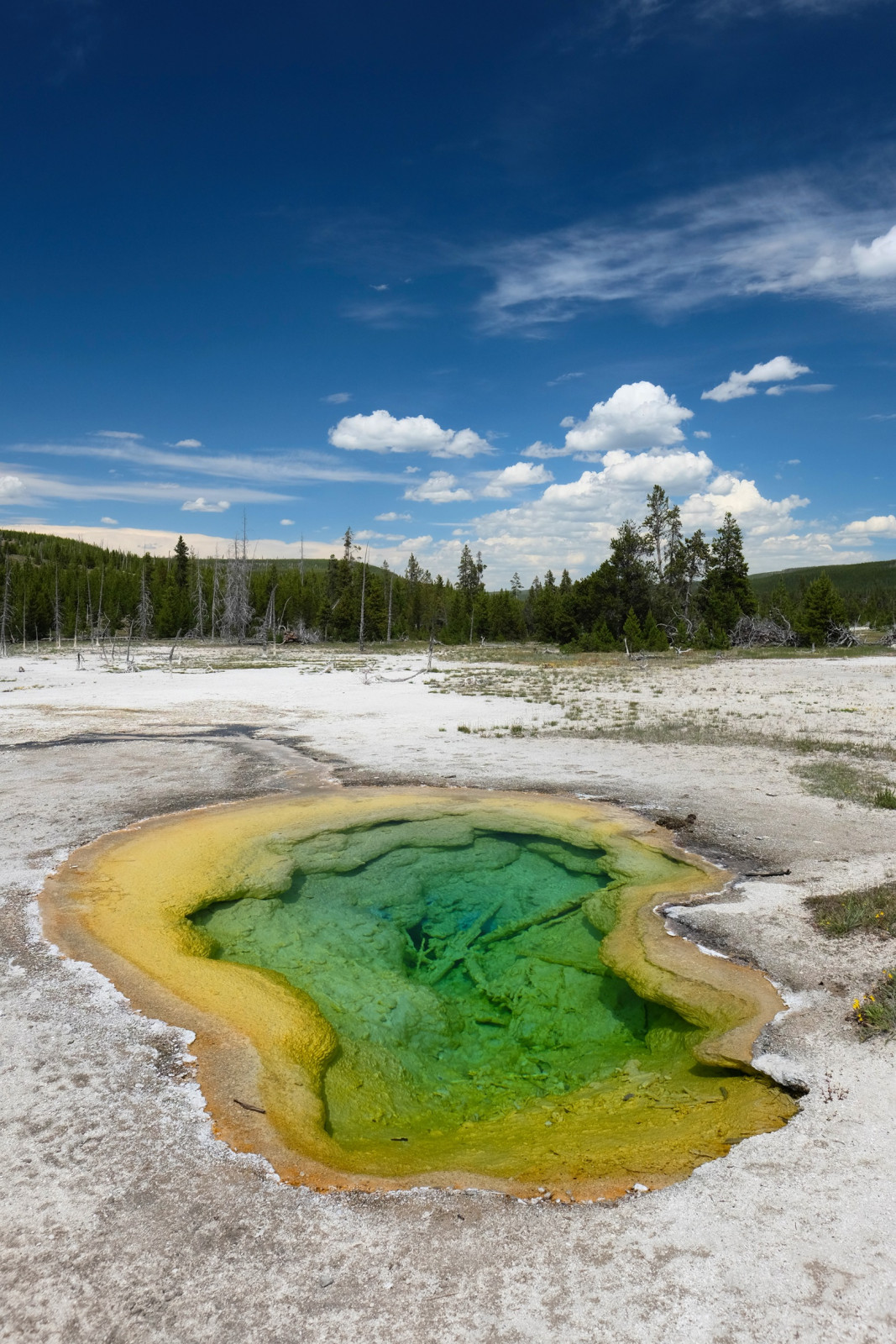 USA Yellowstone spring