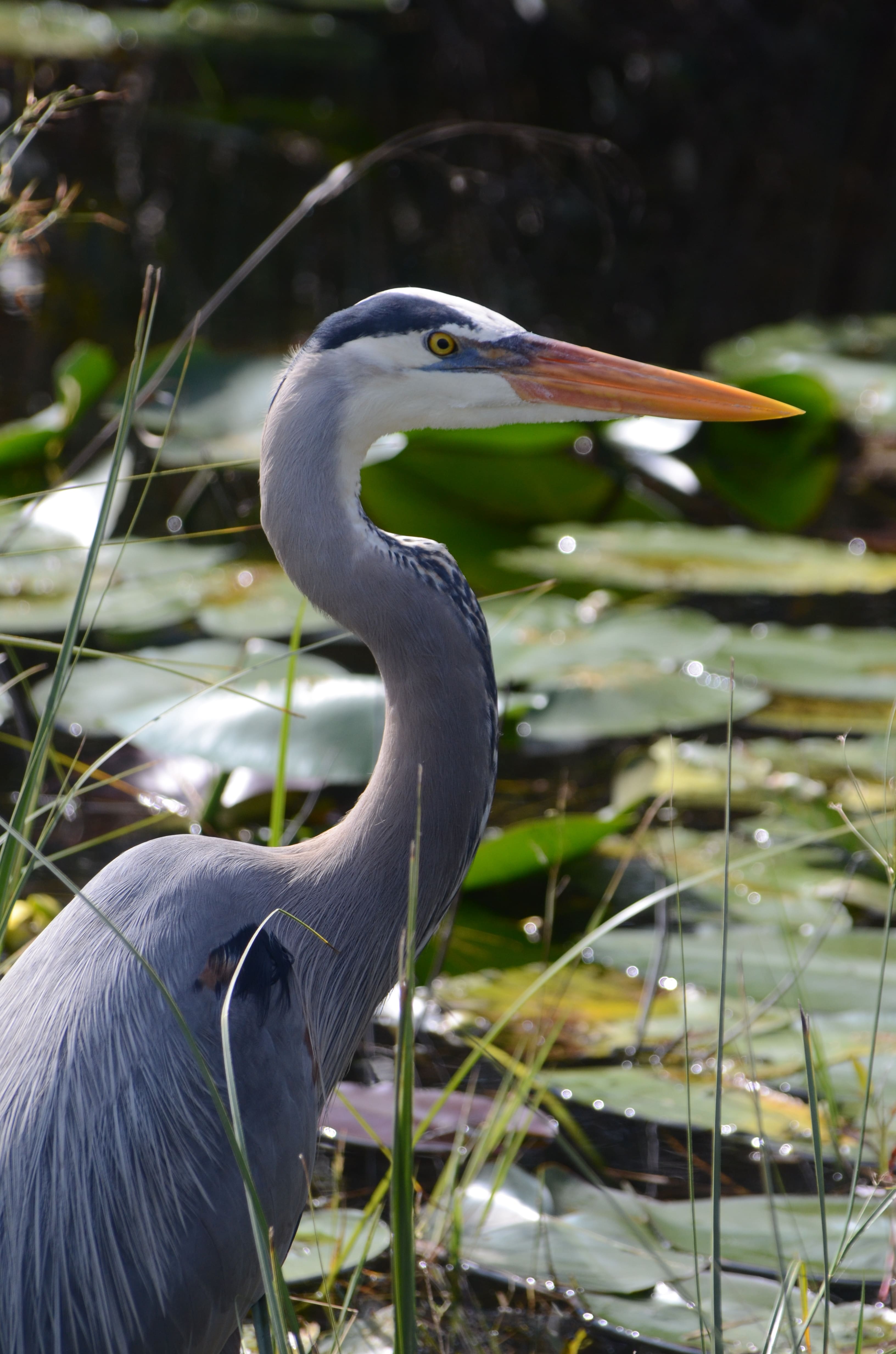 Everglades reiger