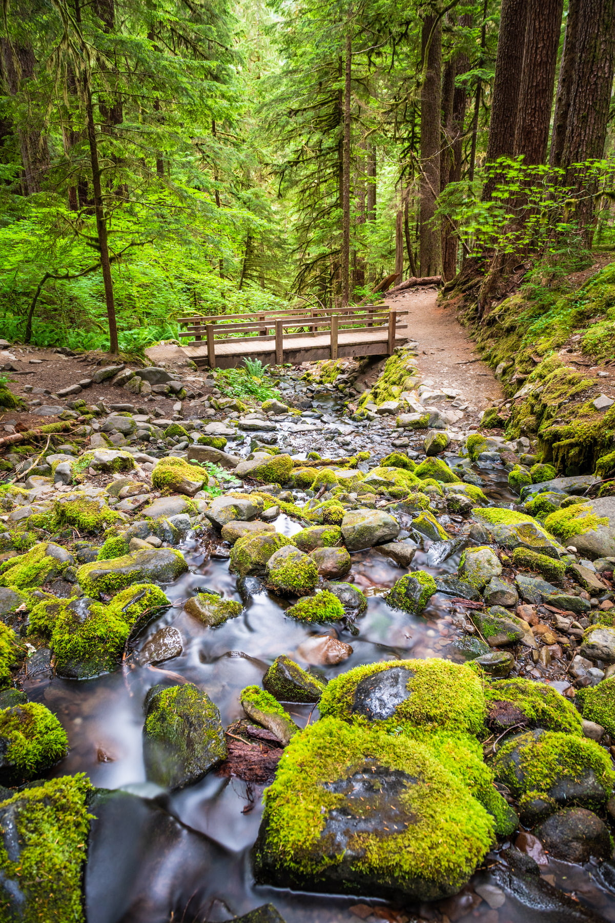 olympic national park mos waterval bos