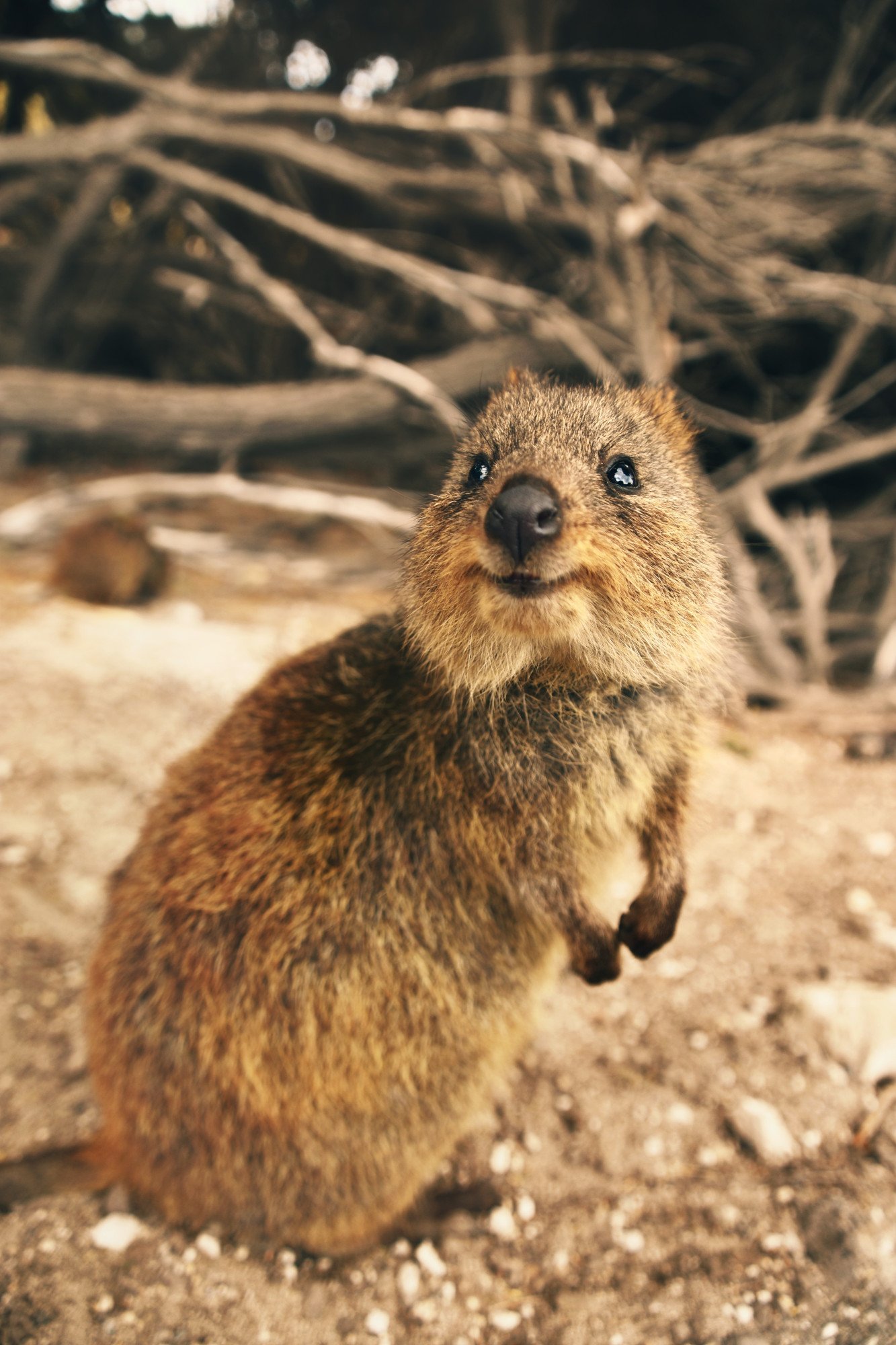 Quokk Rottnest Island Australië
