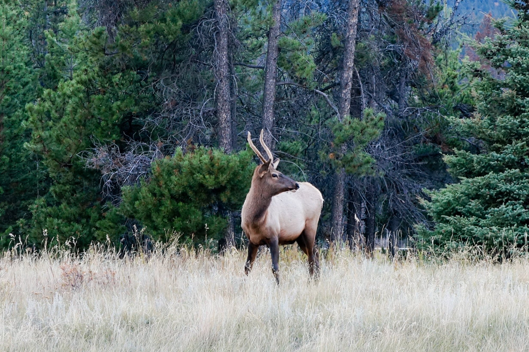 Jasper NP - Hert - Canada