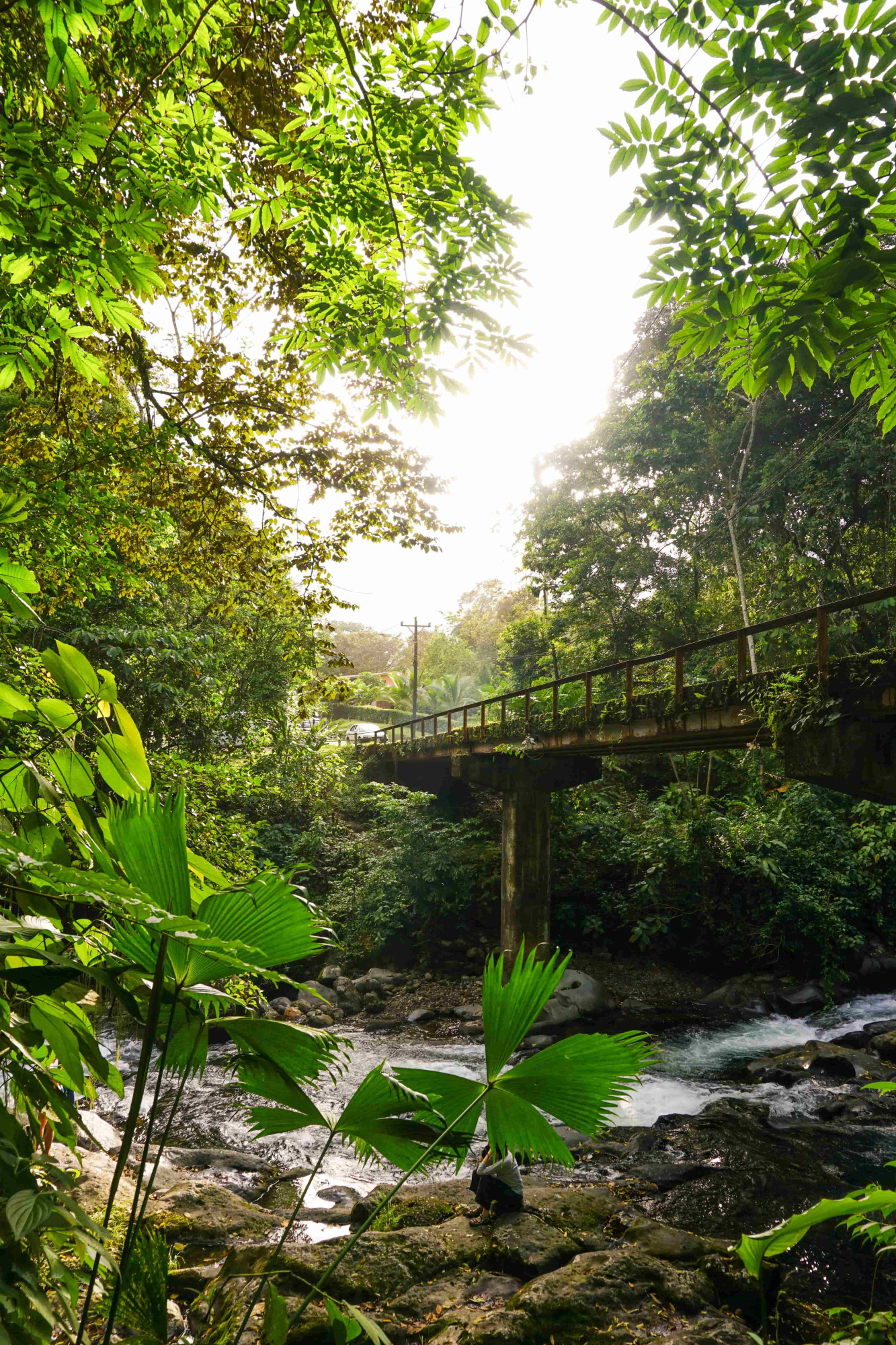 costa rica arenal la fortuna jungle regenwoud brug