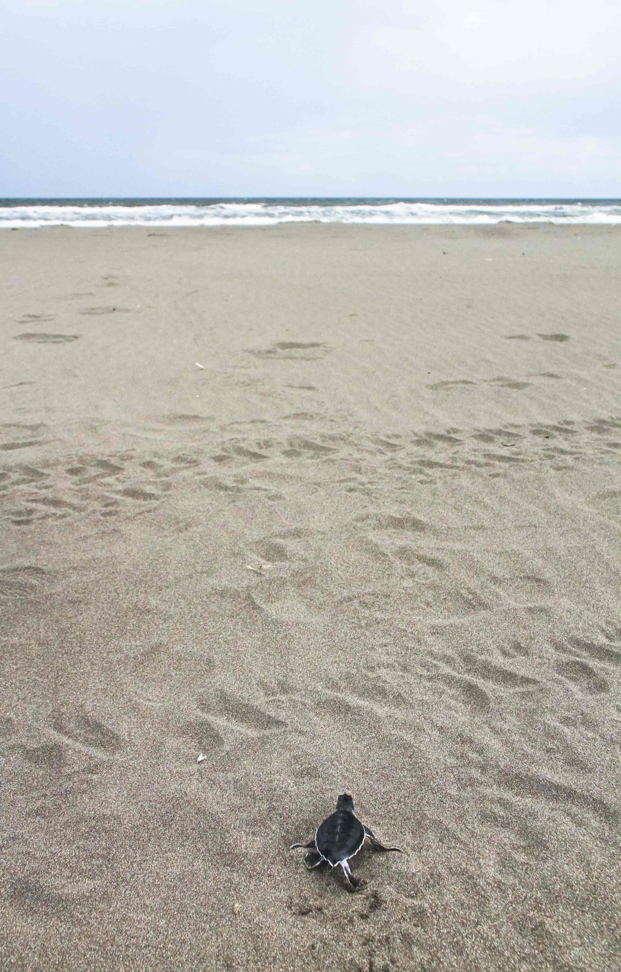 costa rica schildpad strand tortuguero