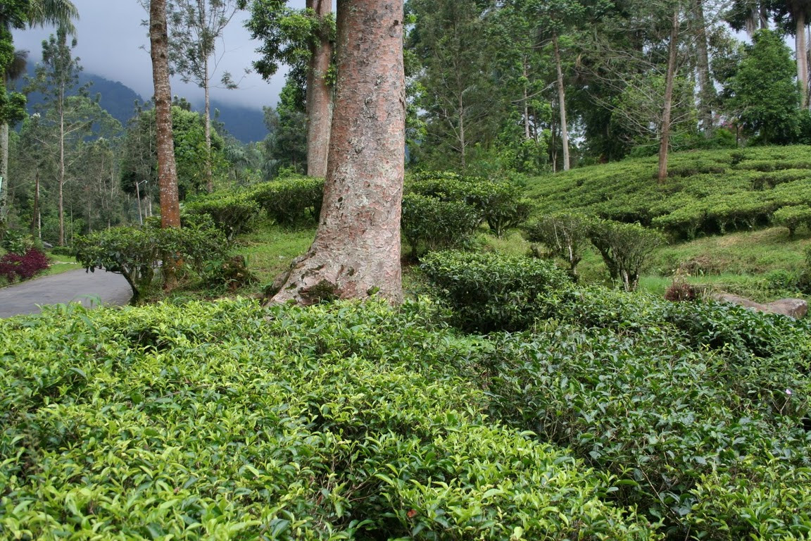 Indonesië Java Puncak Pass