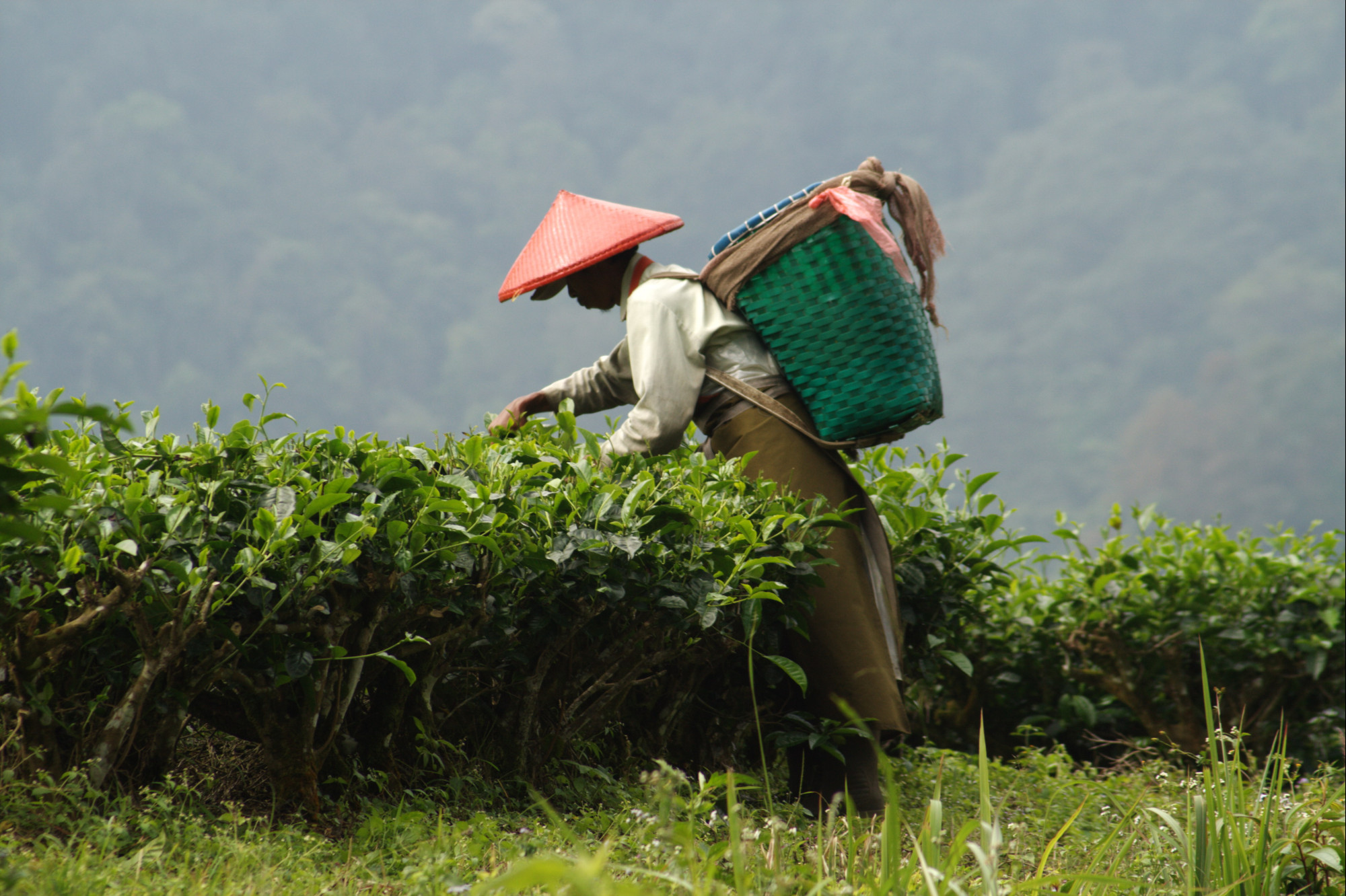 Indonesië Java theeplantage