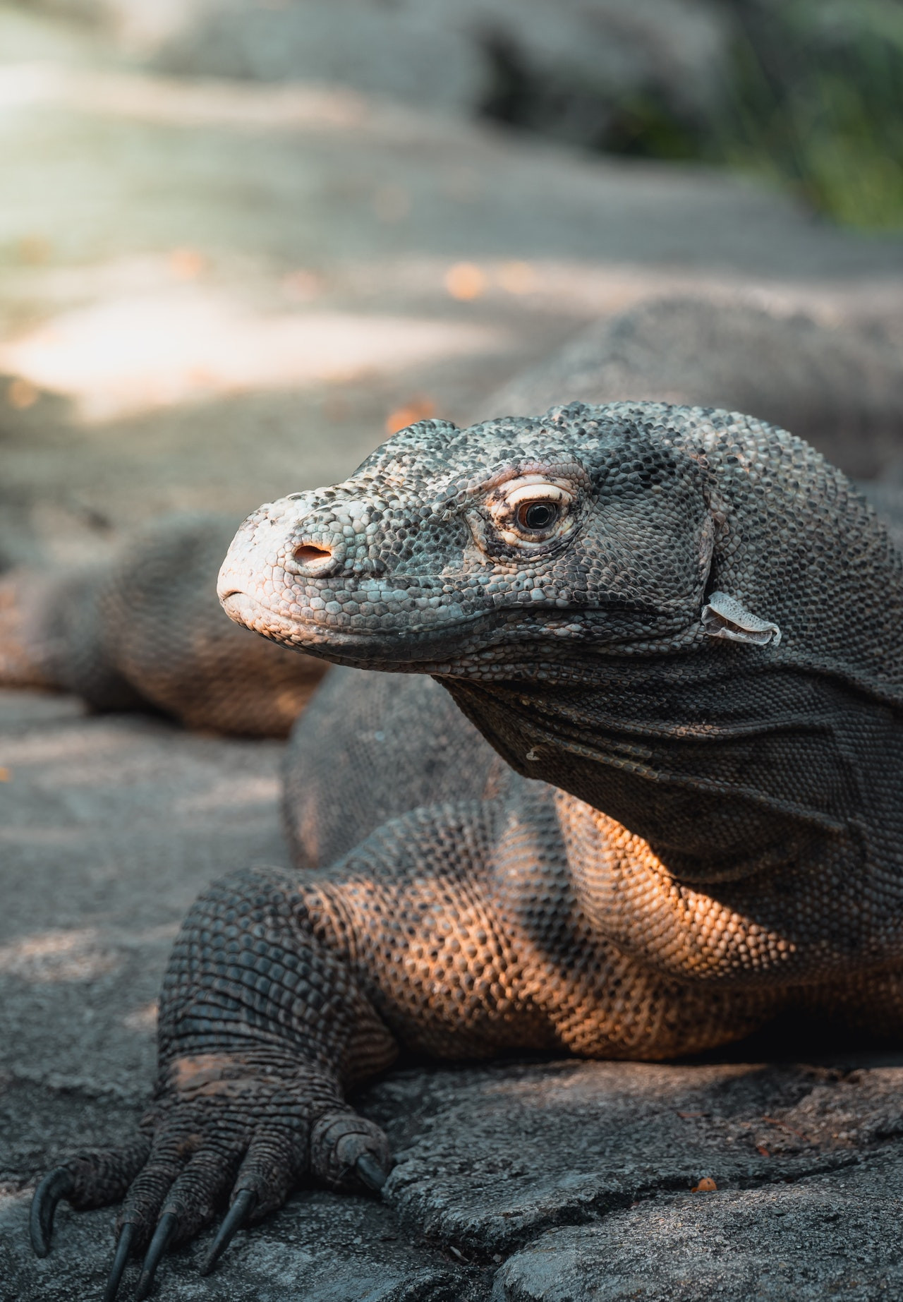 Komodo Dragon indonesië