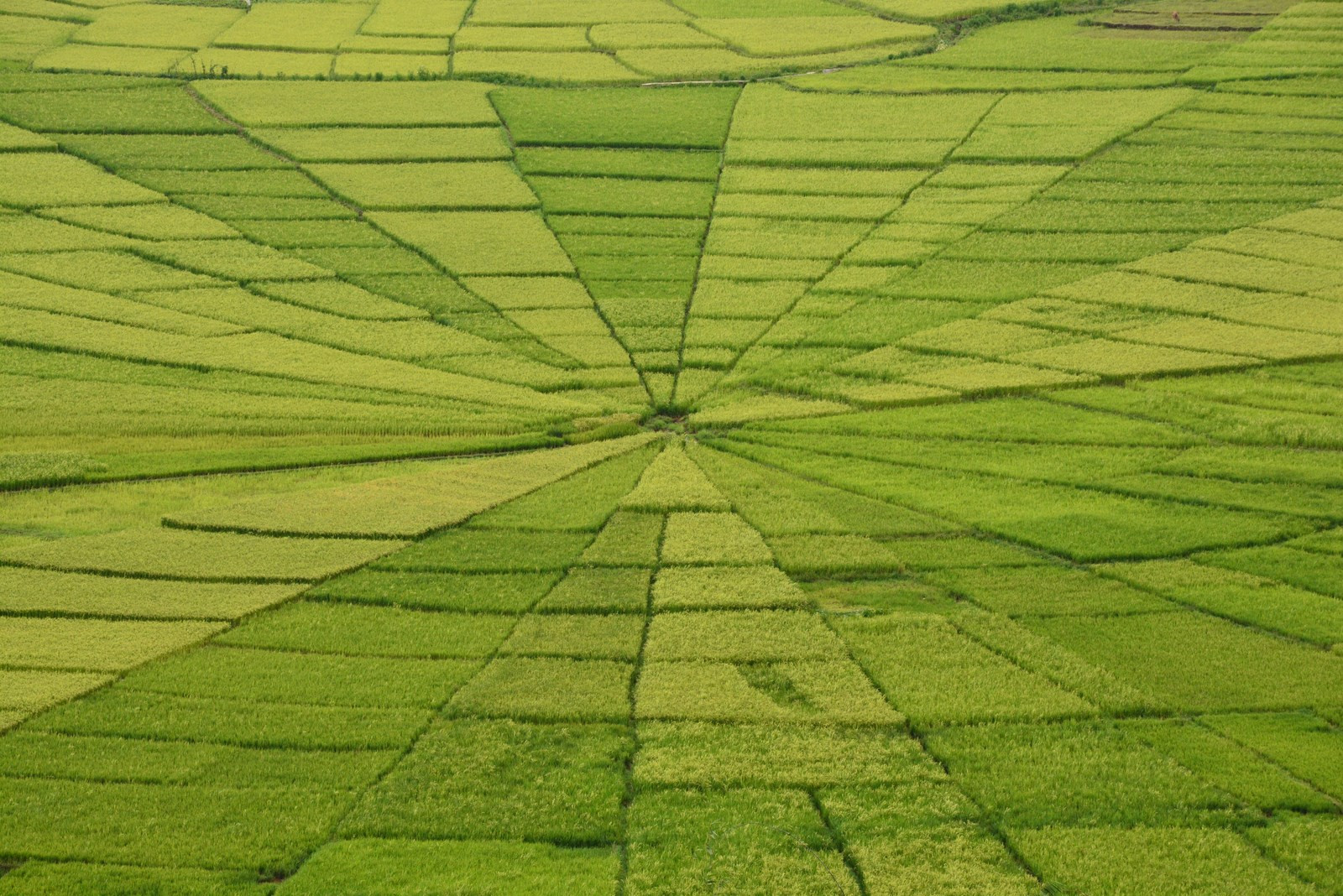 Spinnenwebben cancar Indonesie