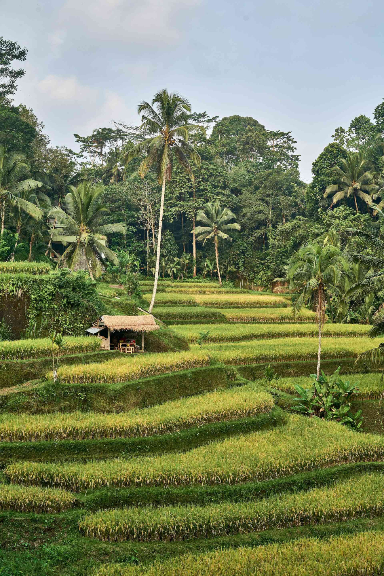 Bali Ubud Rijstvelden palmbomen