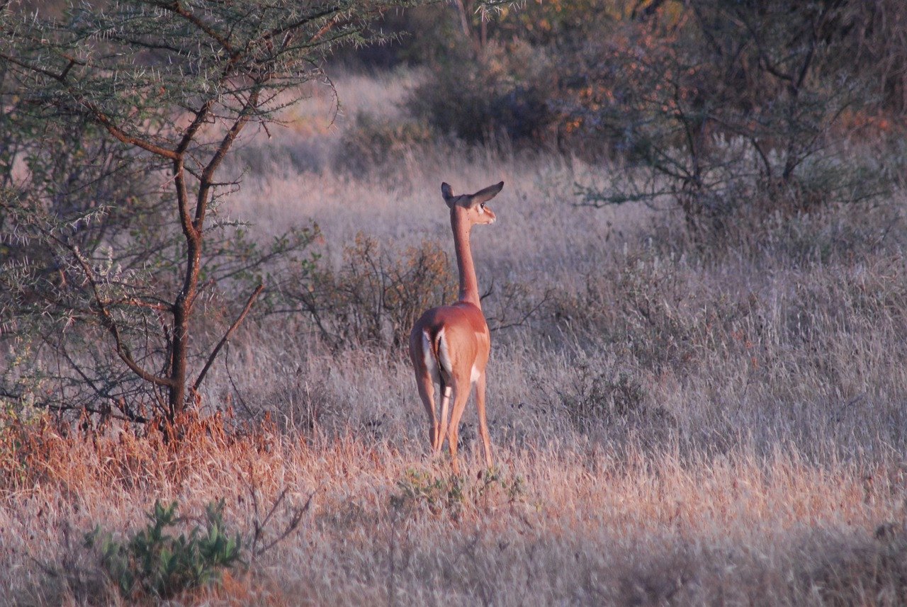 Samburu - Kenia - Antilope