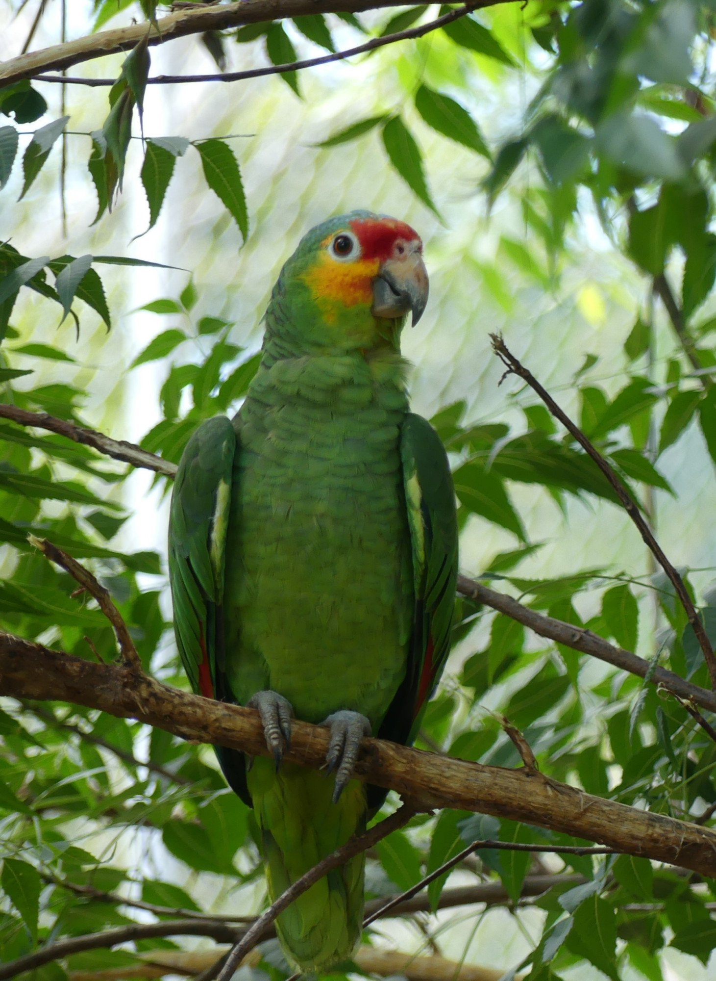 Mexico, jungle, vogel