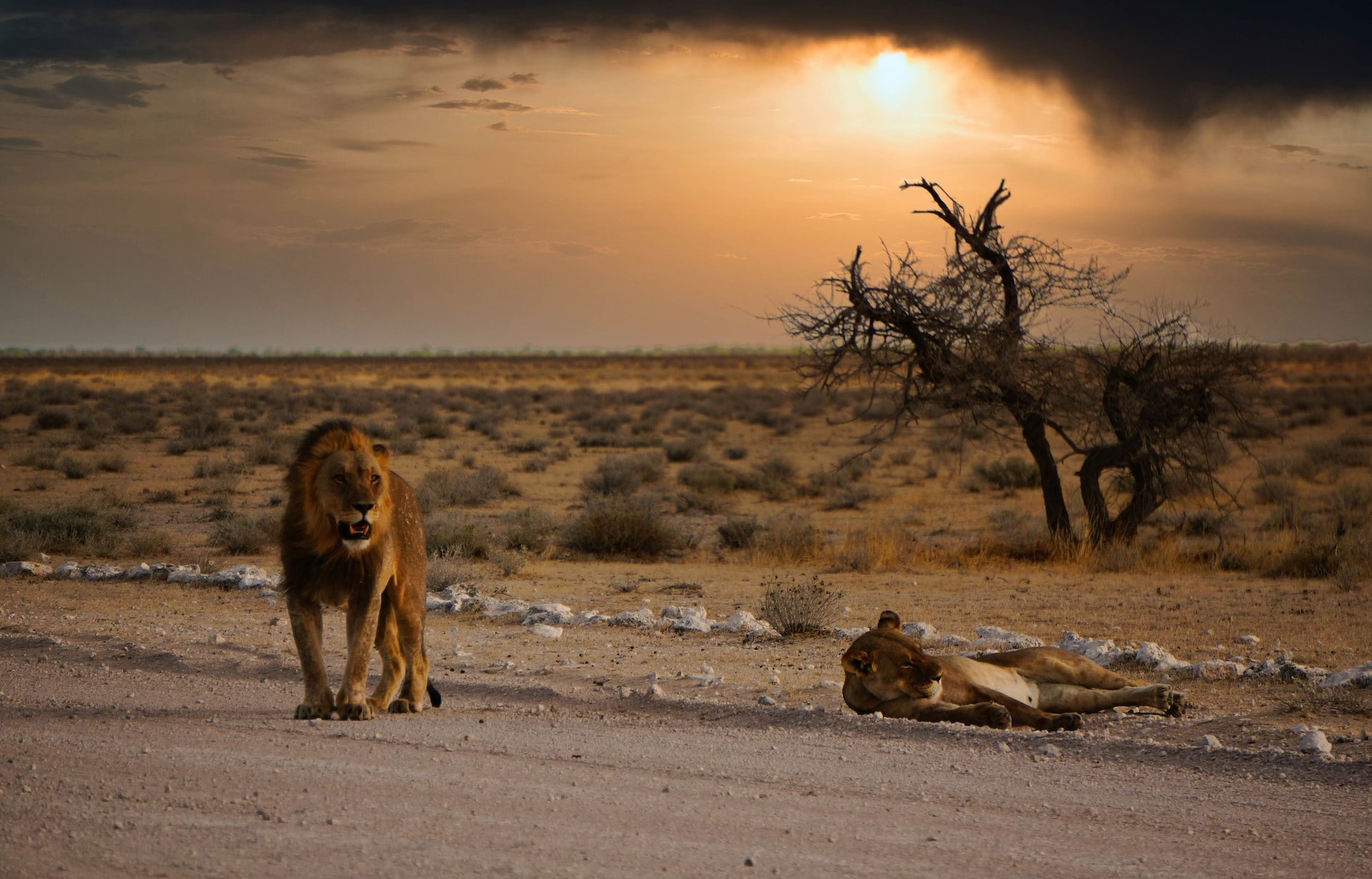 Namibië vallei leeuw