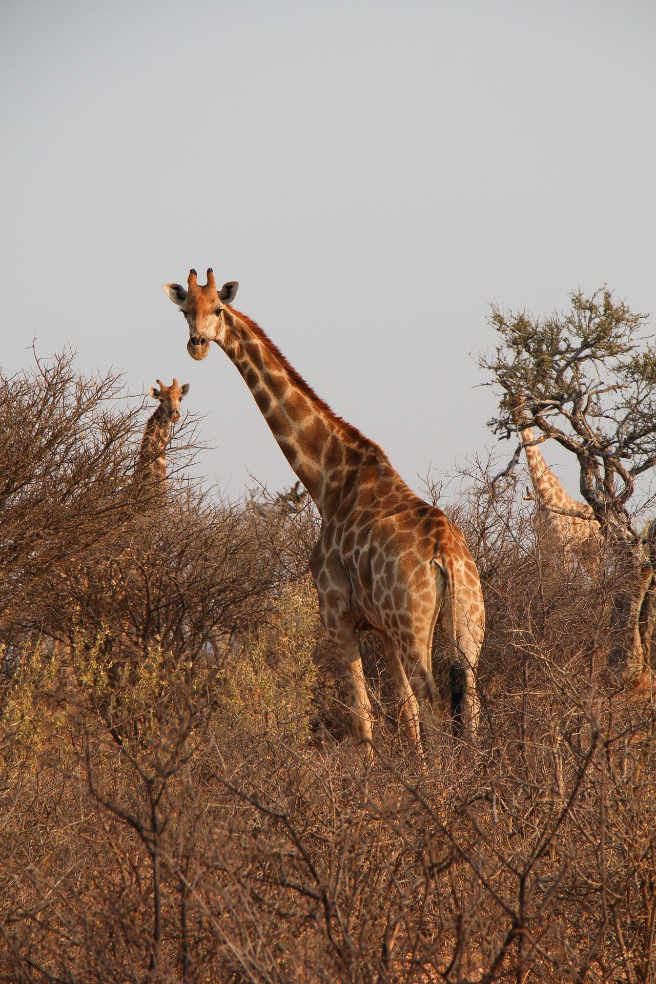 Namibië giraffe wilde dieren