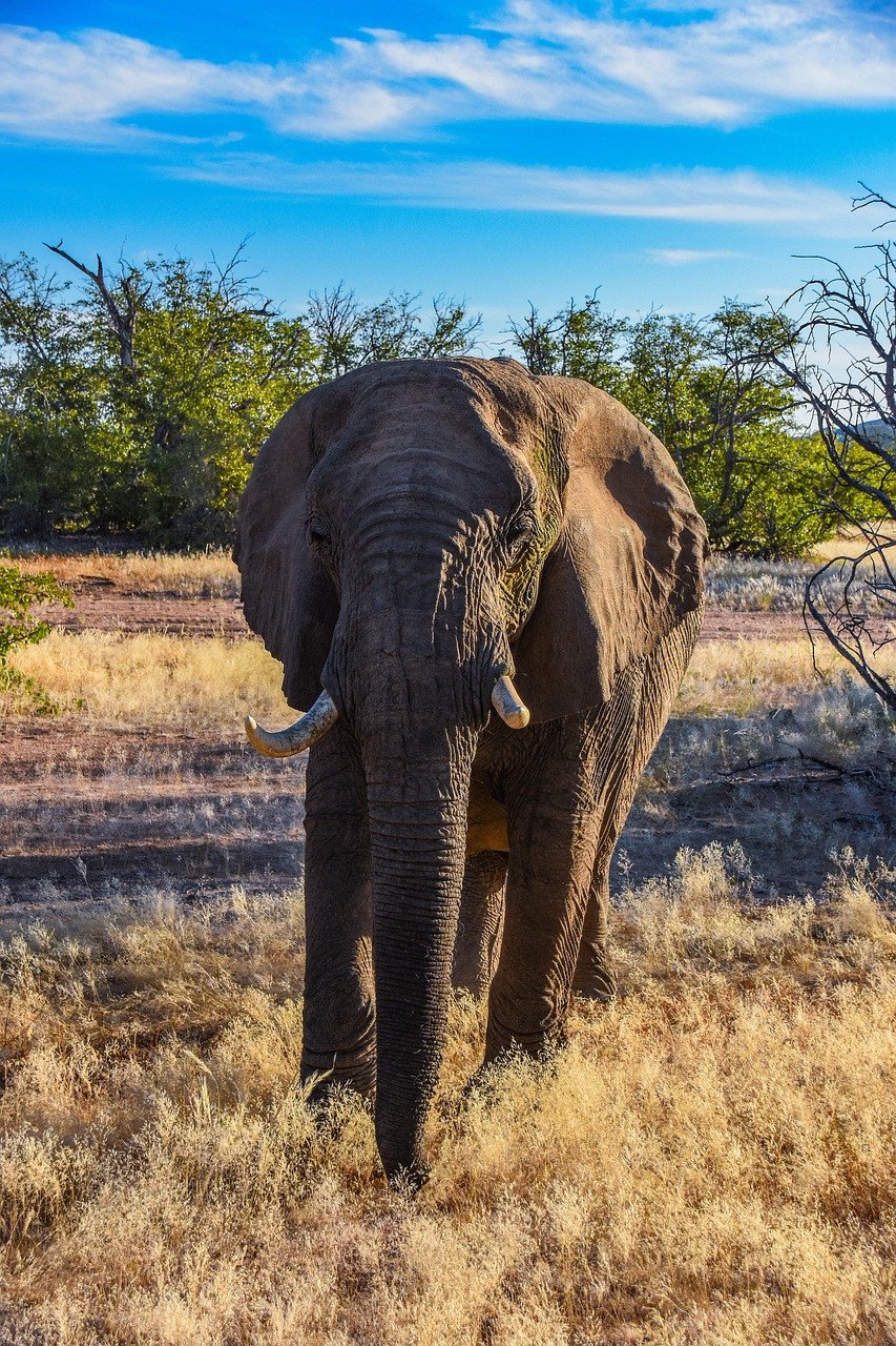 Olifant Namibië