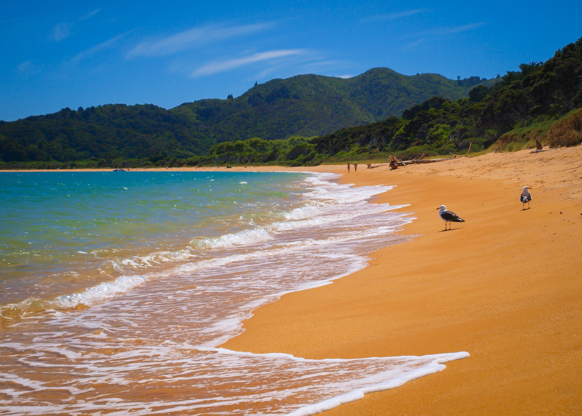 Nieuw-Zeeland Abel Tasman zee vogels bergen