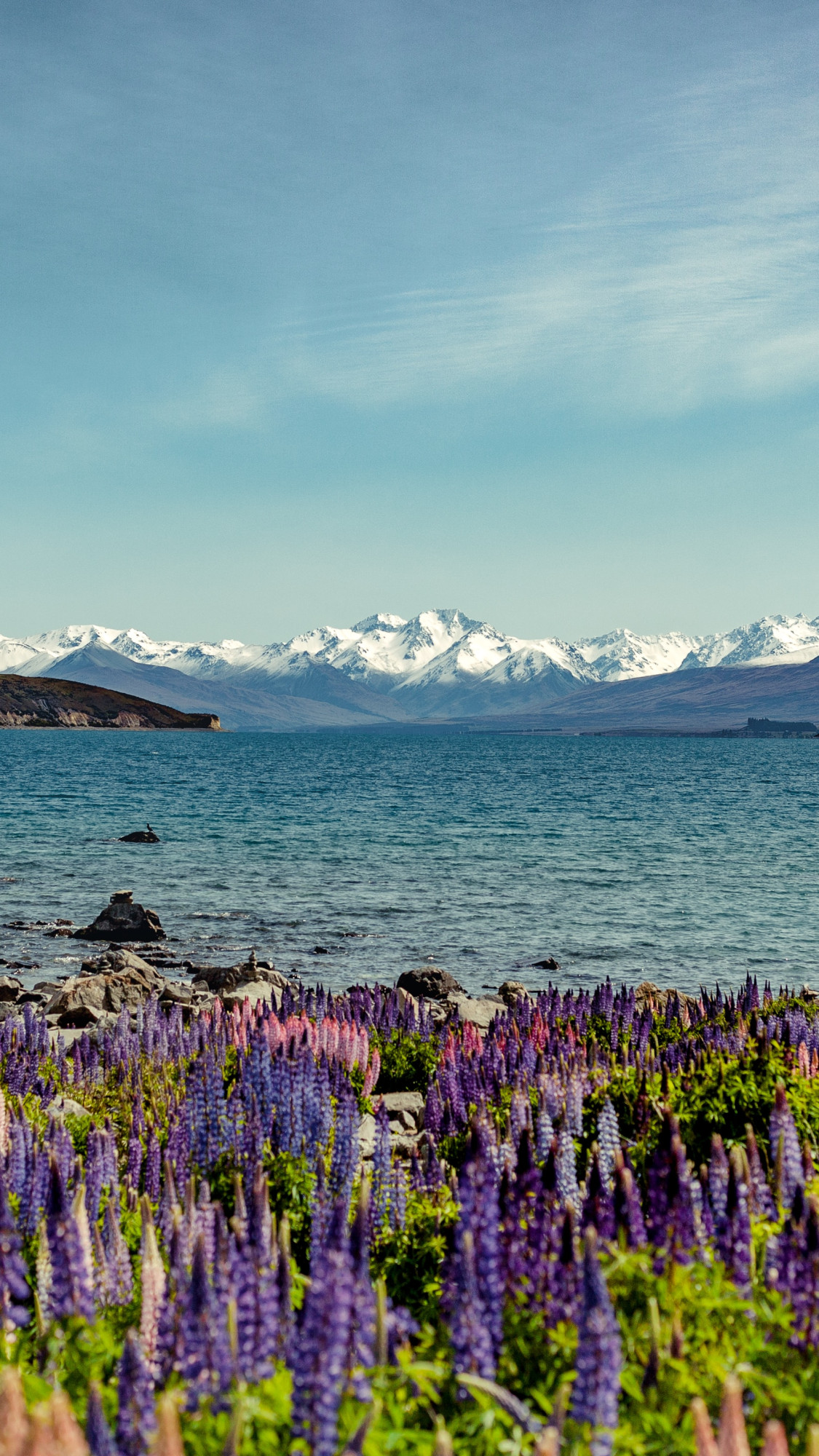 Lake Tekapo meer bergen sneeuw bloemen